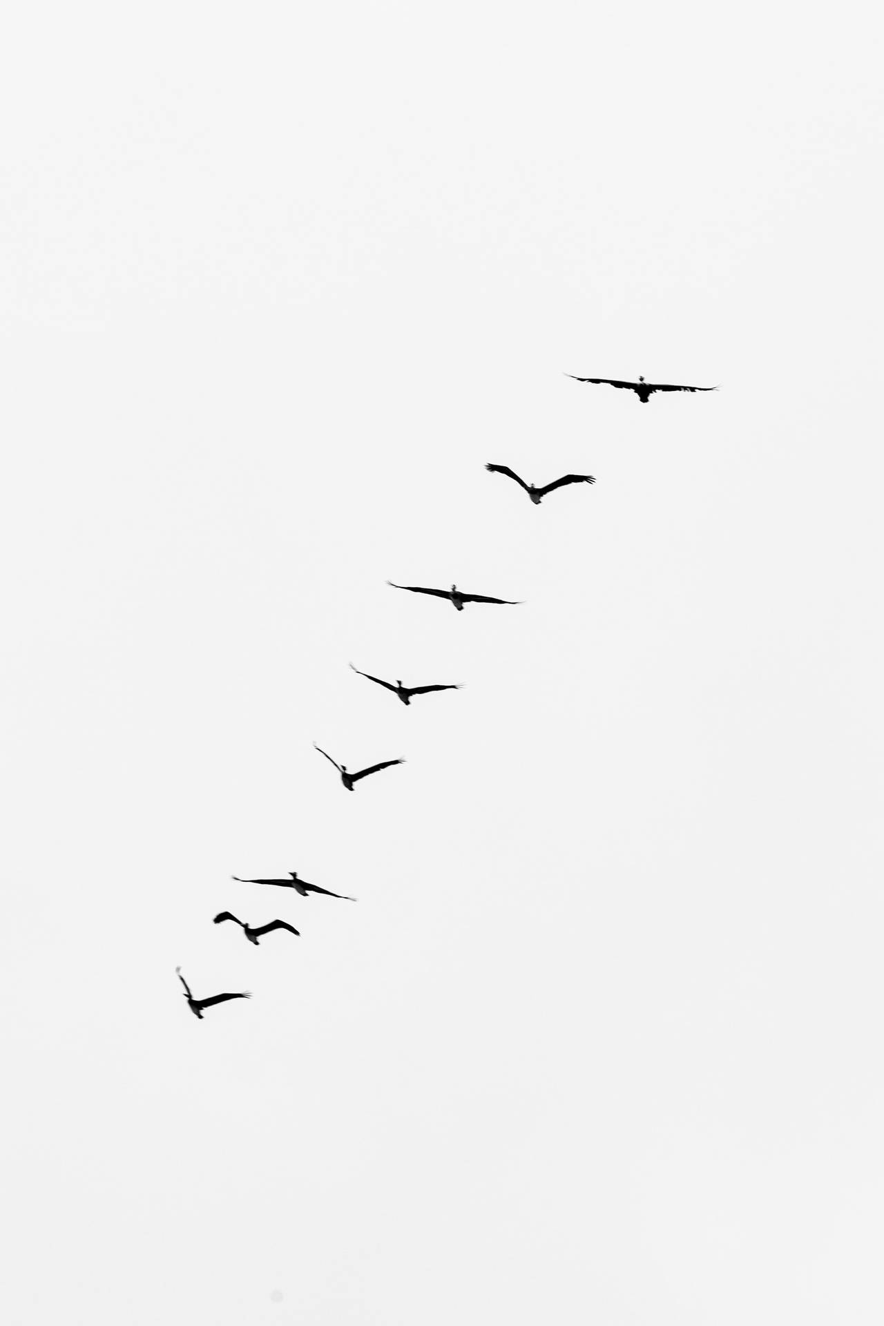 Fåglarsom Flyger I En Linje. Wallpaper