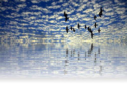 Birds_ Flying_ Over_ Calm_ Sea_at_ Sunset PNG