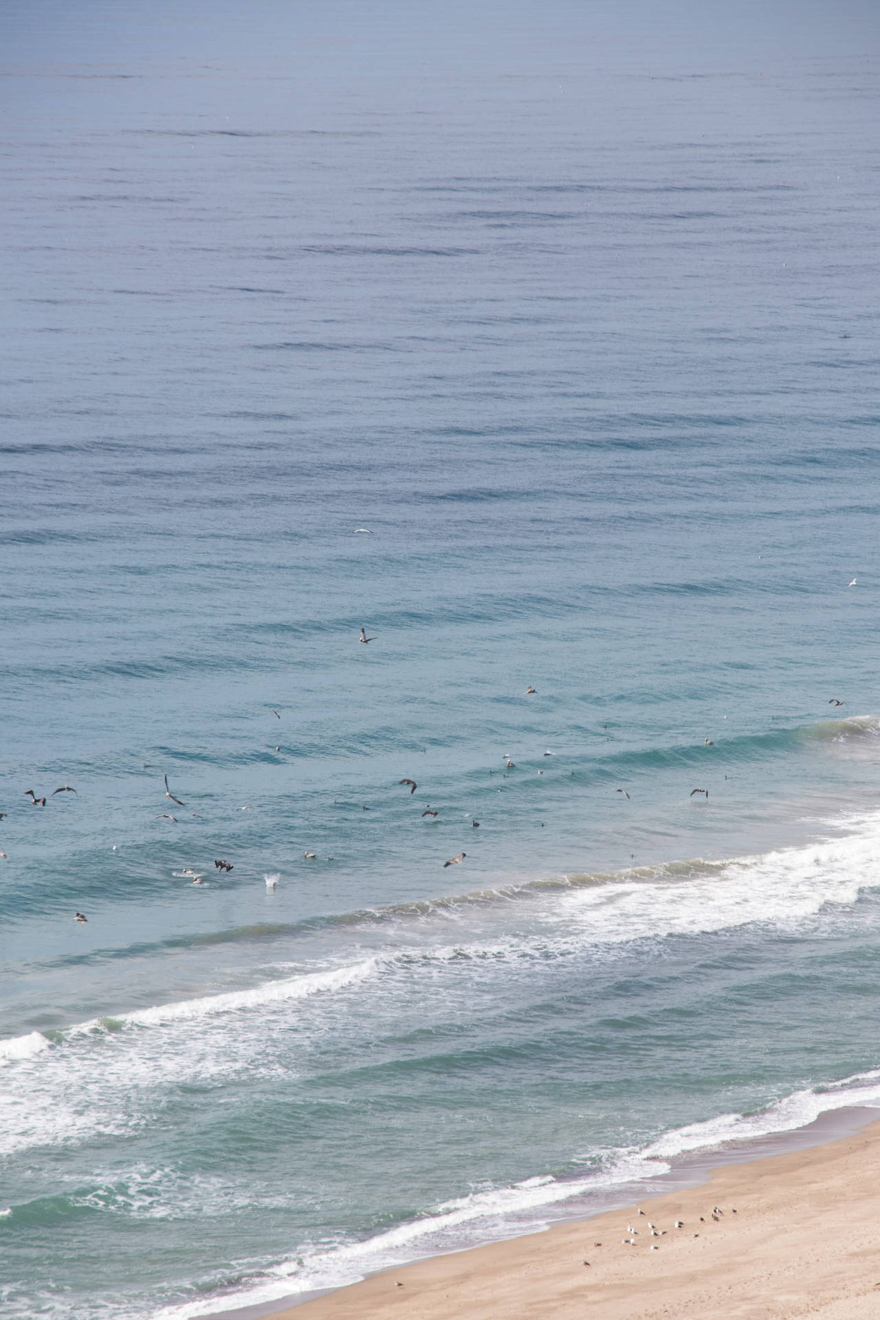Fåglarsom Flyger Över Malibu Beach. Wallpaper