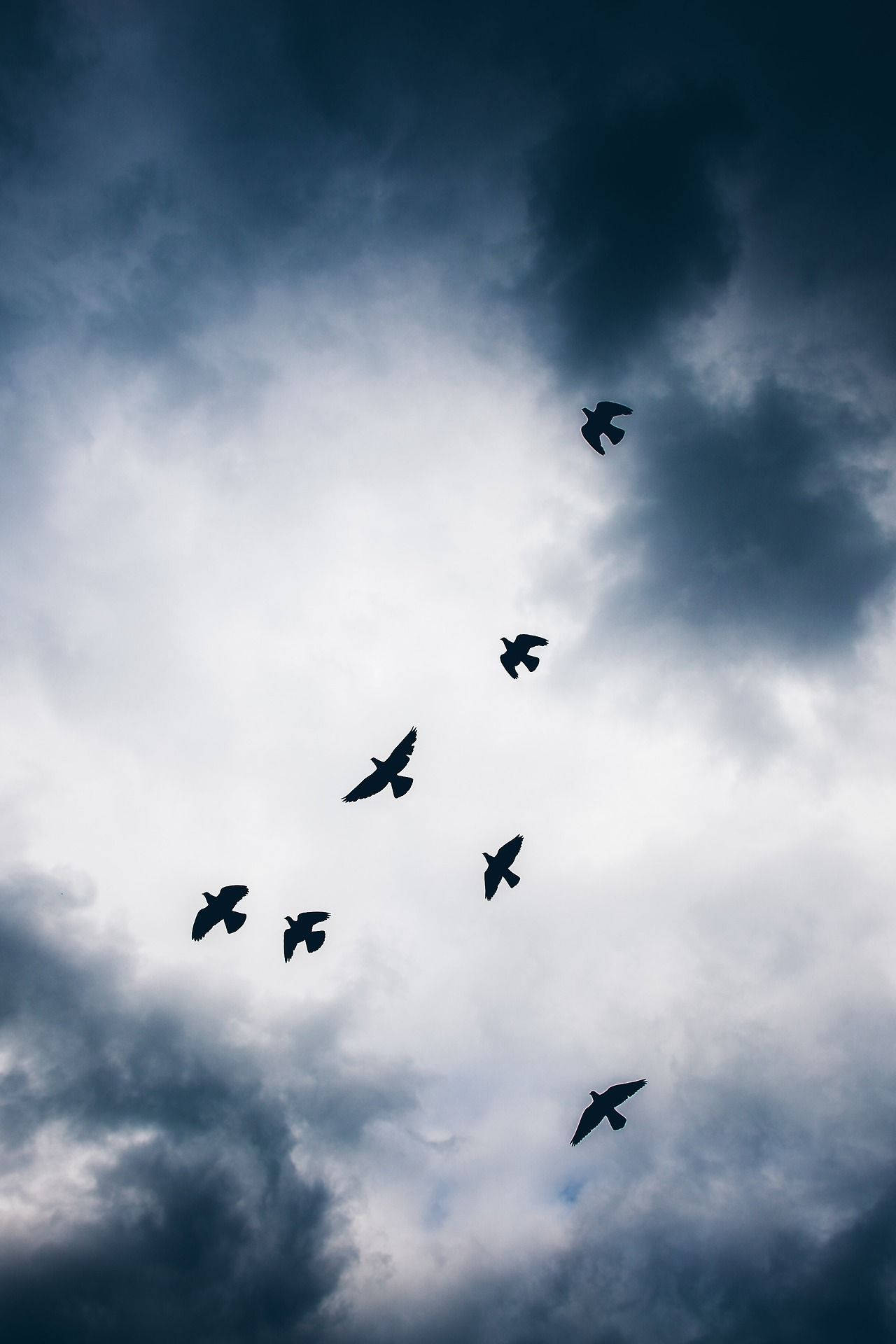 Pájarosvolando Sobre Las Nubes Oscuras Fondo de pantalla