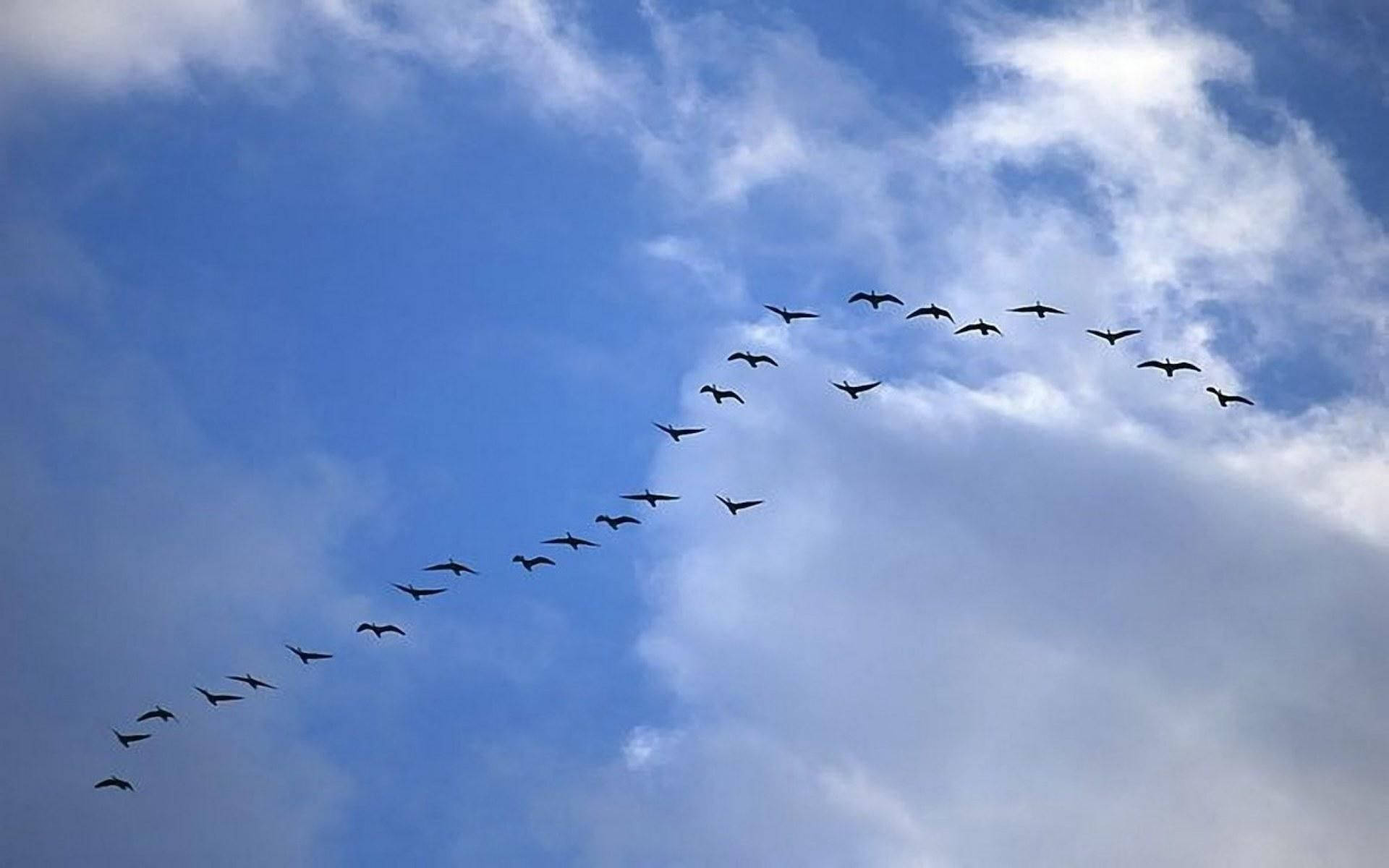 Uccelliche Volano Nel Cielo Formando Una Linea Sfondo