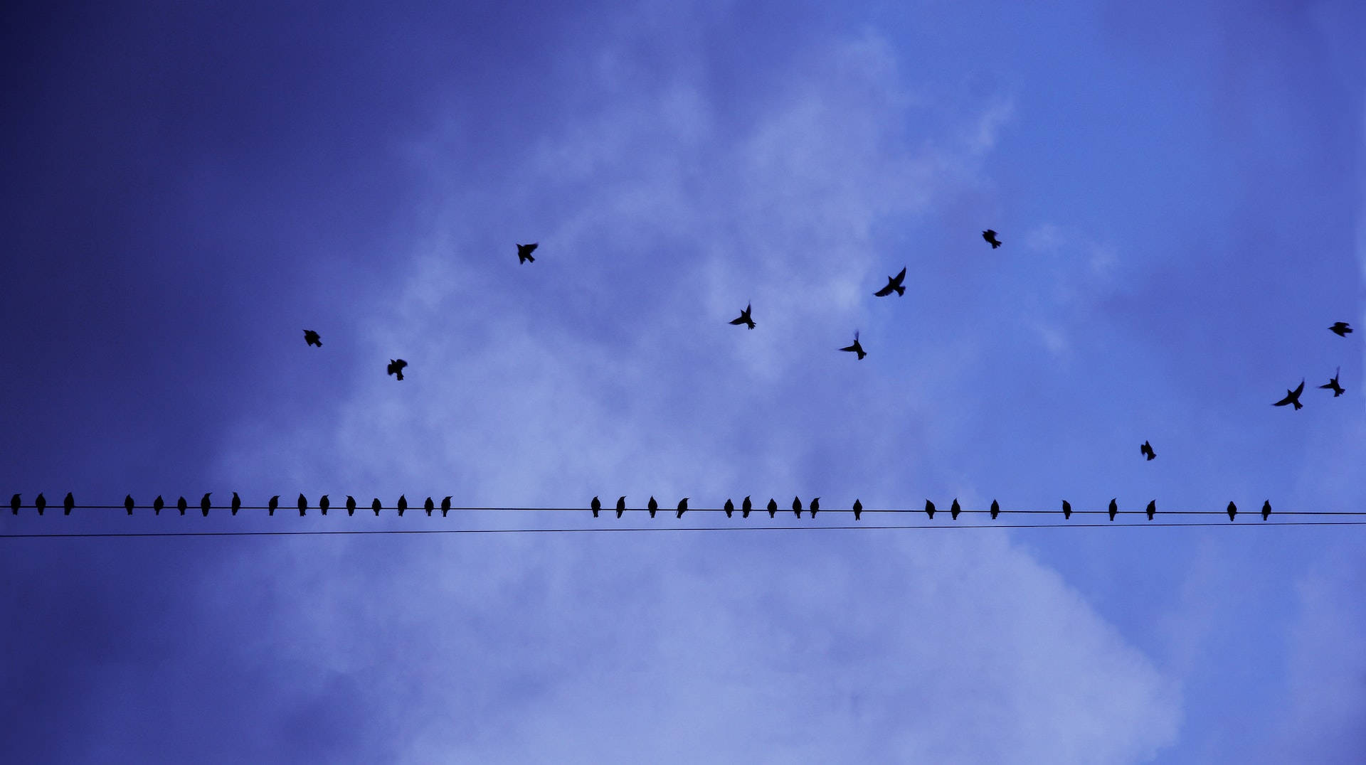Fugle flyver mod el-ledningen Wallpaper