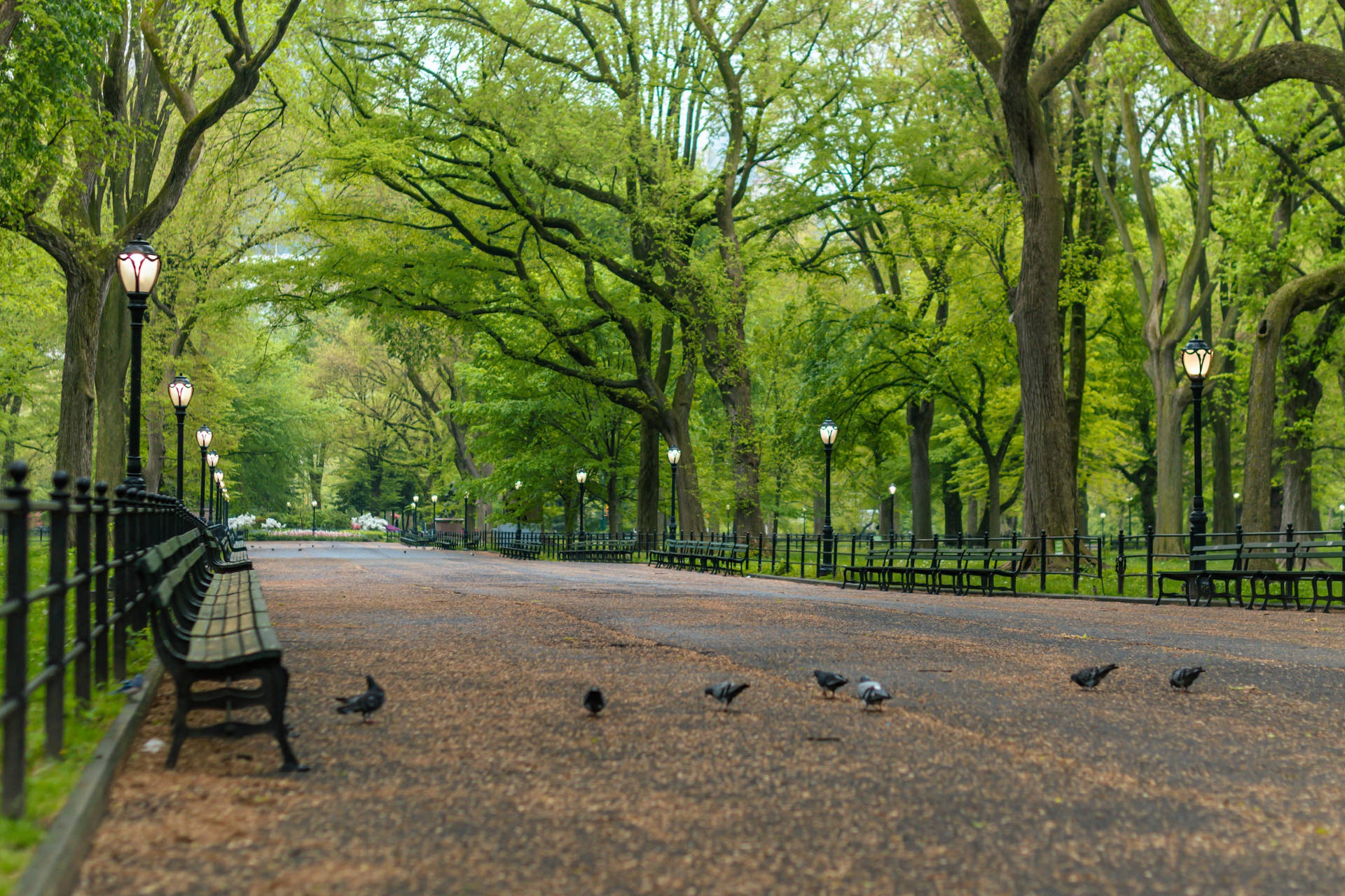 Birds In Central Park Wallpaper