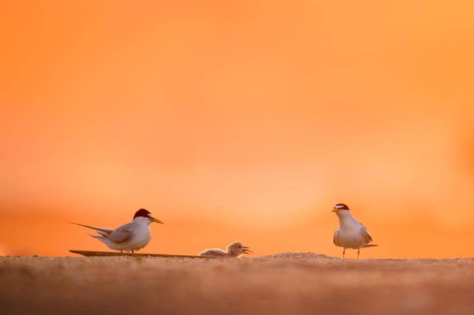 Fåglari Naturen Orange Himmel. Wallpaper