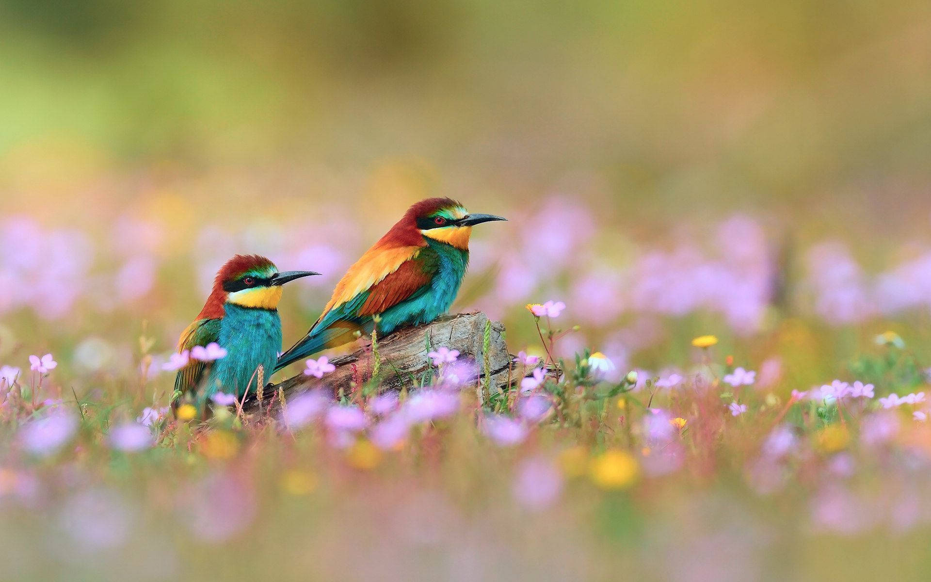 Pájarosen Un Campo De Flores De Primavera Fondo de pantalla