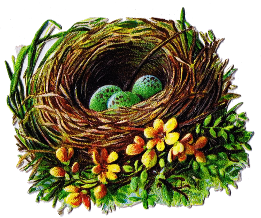 Birds Nest With Eggs Illustration PNG