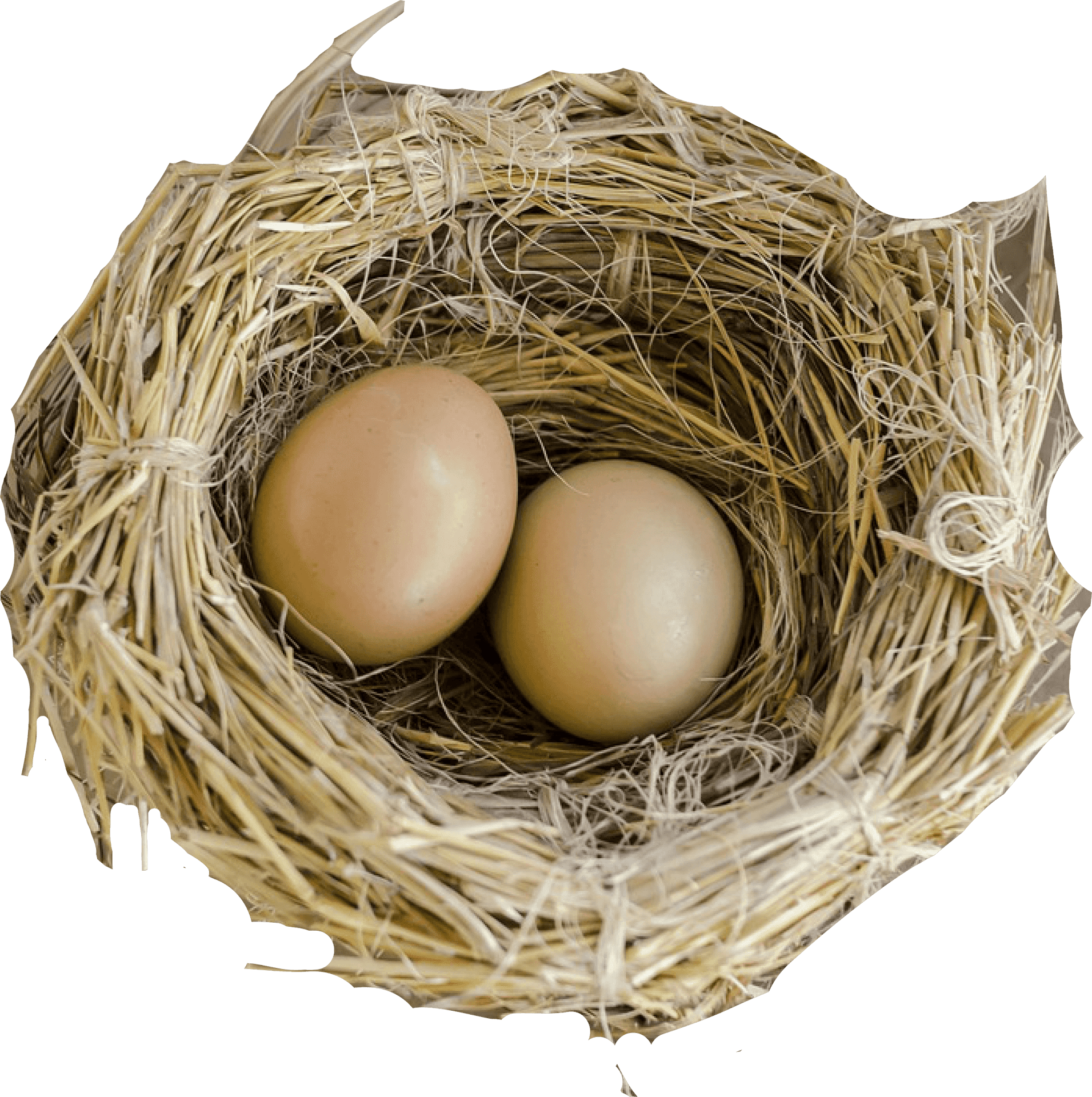 Birds Nest With Two Eggs PNG