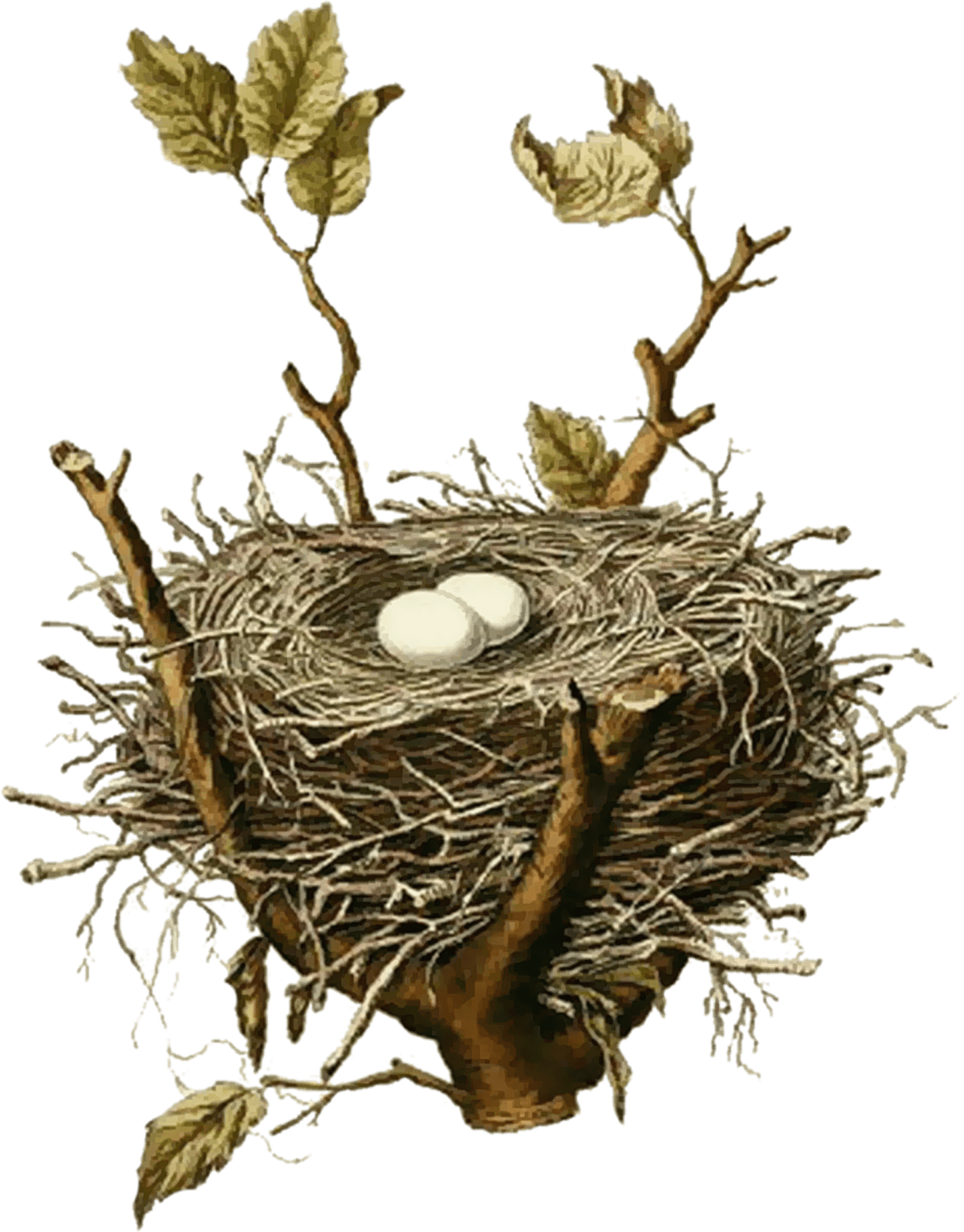 Birds Nestwith Eggs PNG