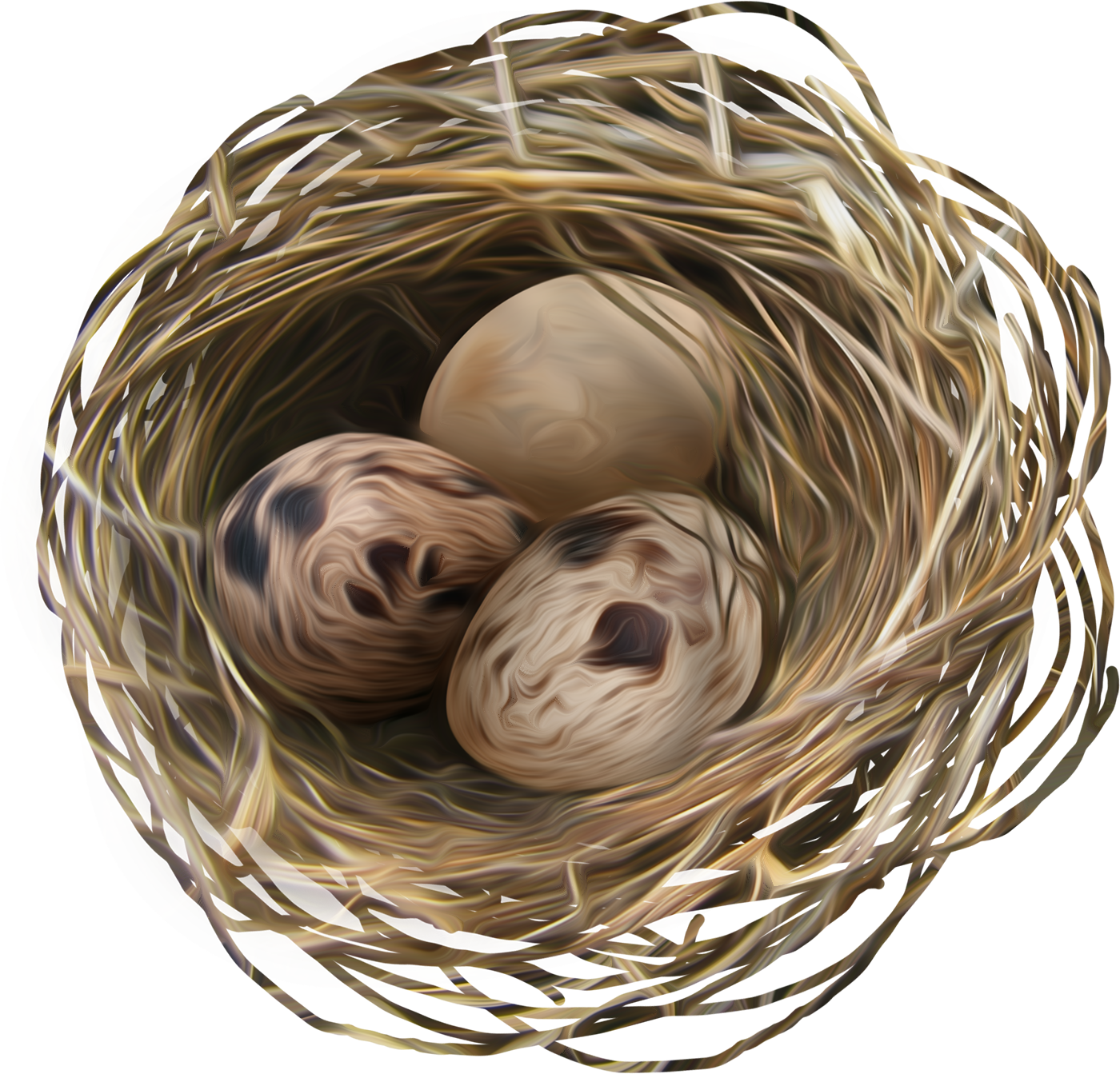Birds Nestwith Eggs PNG