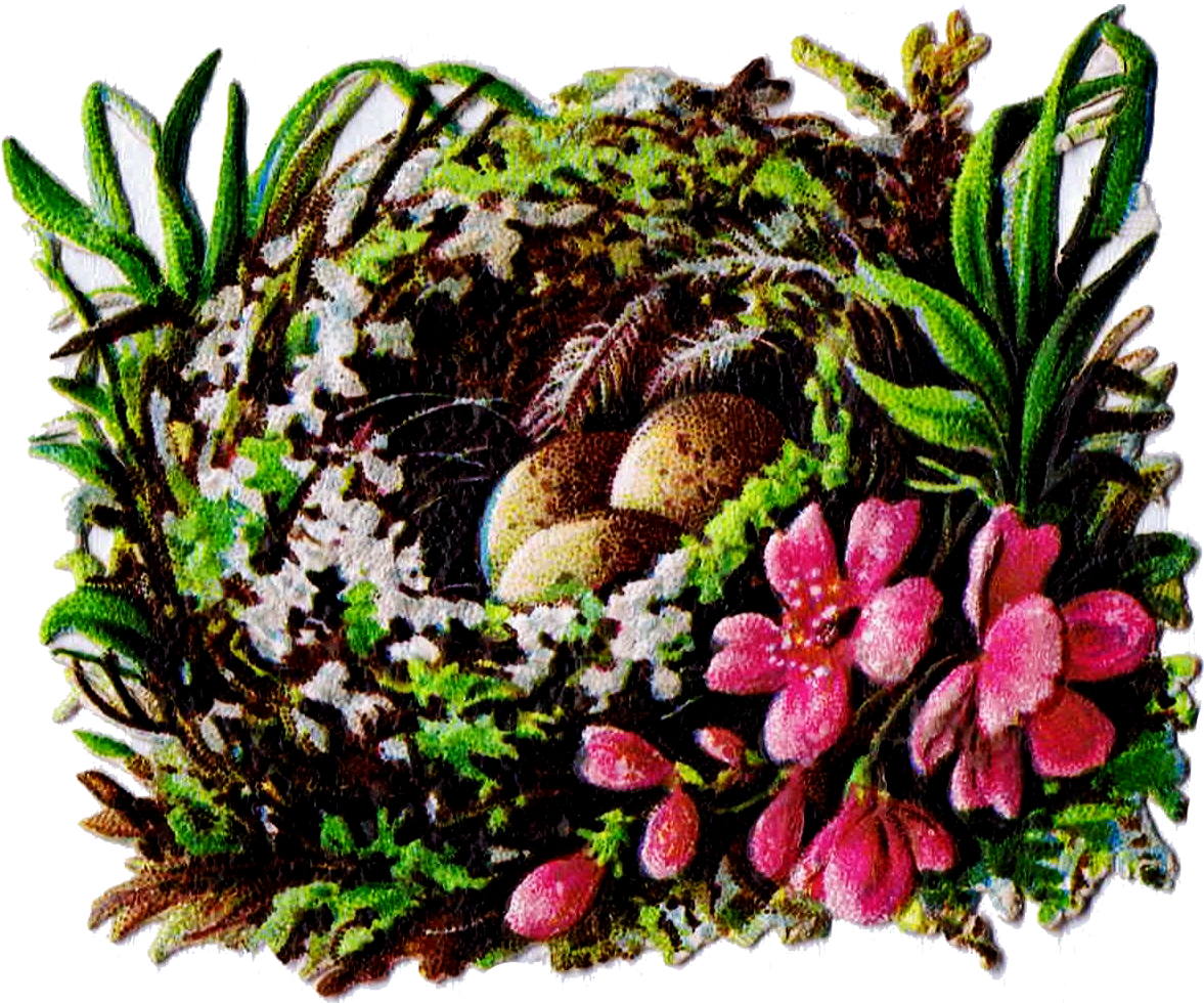 Birds Nestwith Eggsand Flowers PNG