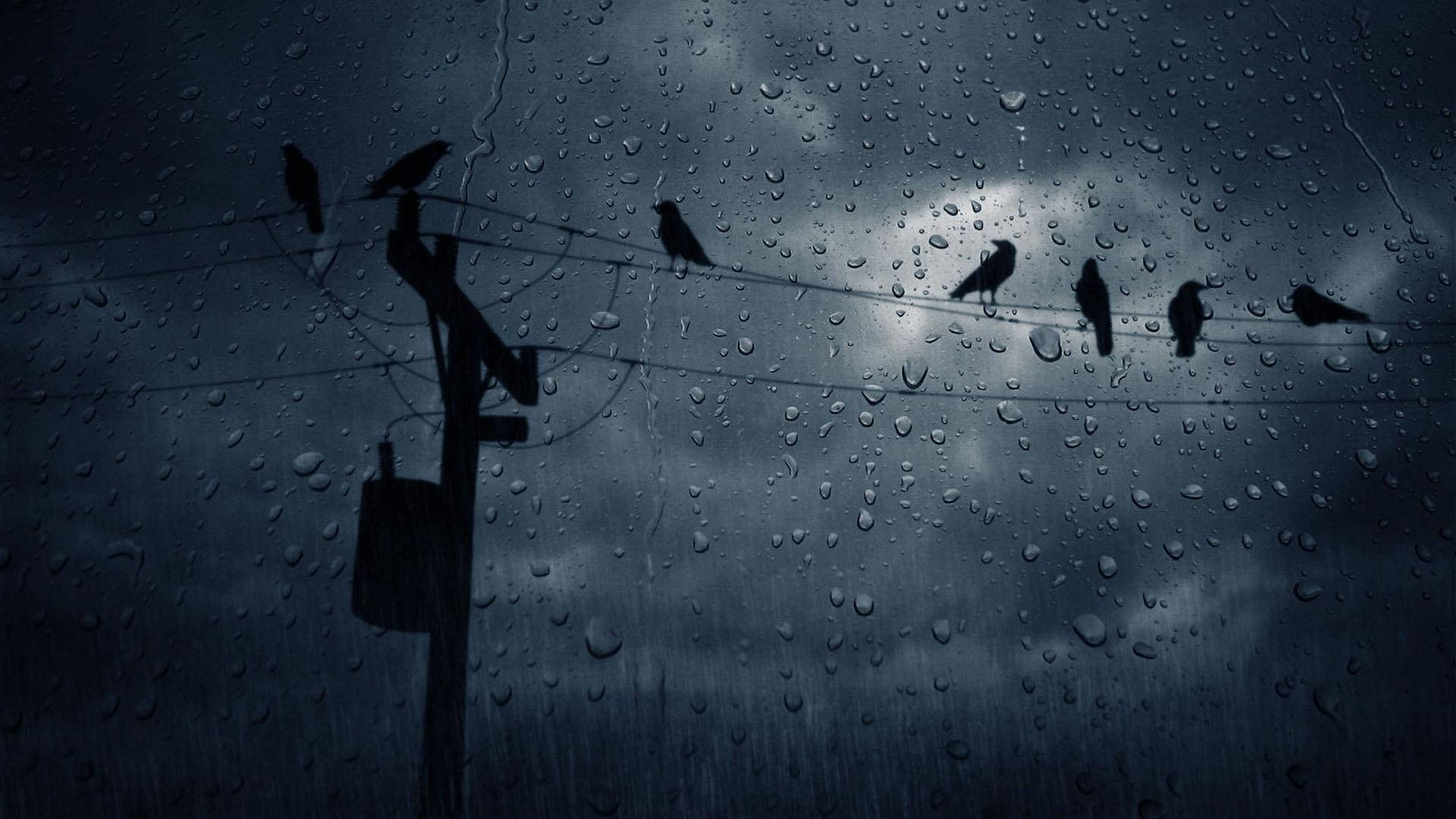 Birds Perched On Wires Most Beautiful Rain