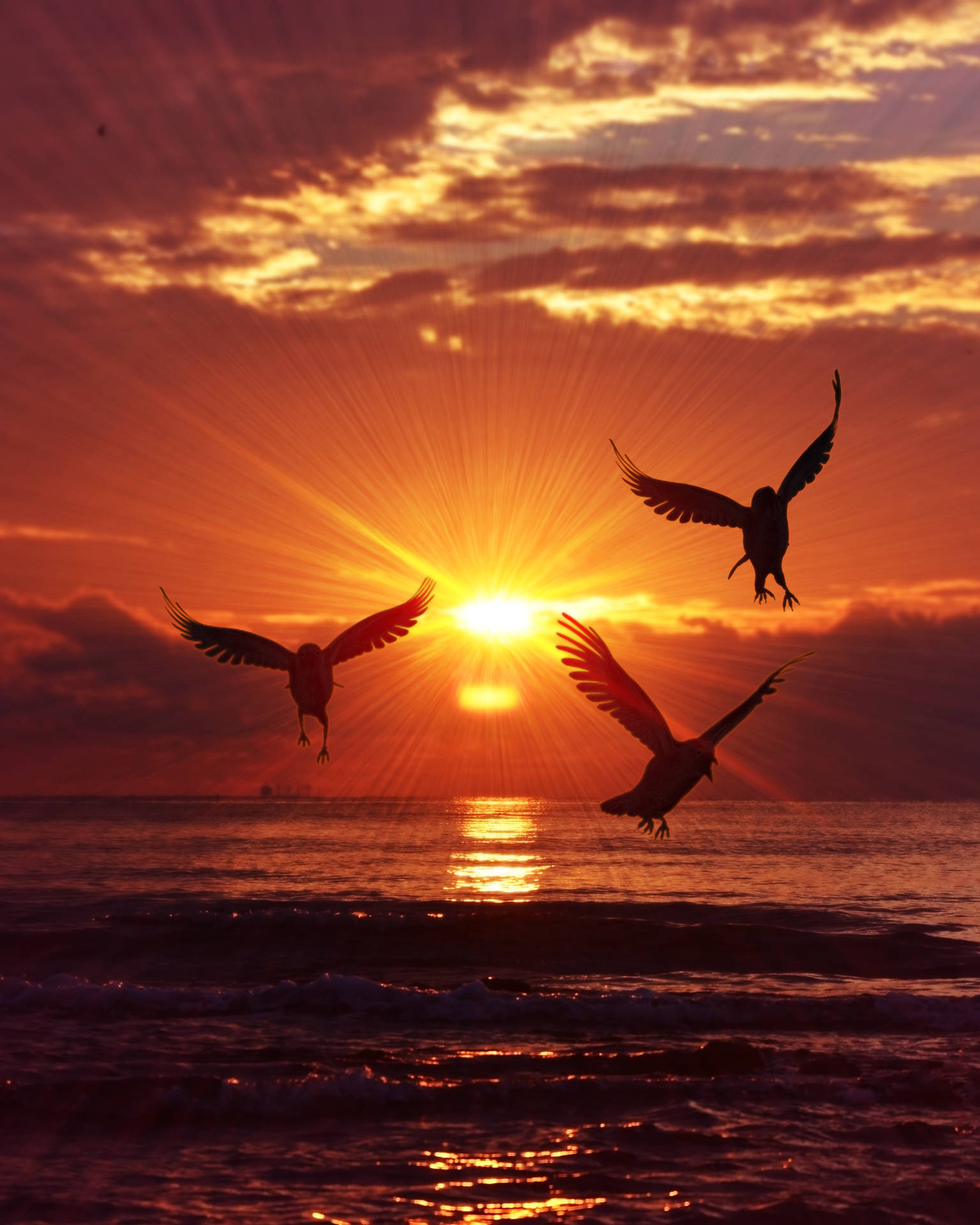 Birds Silhouettes Sea Sunrise