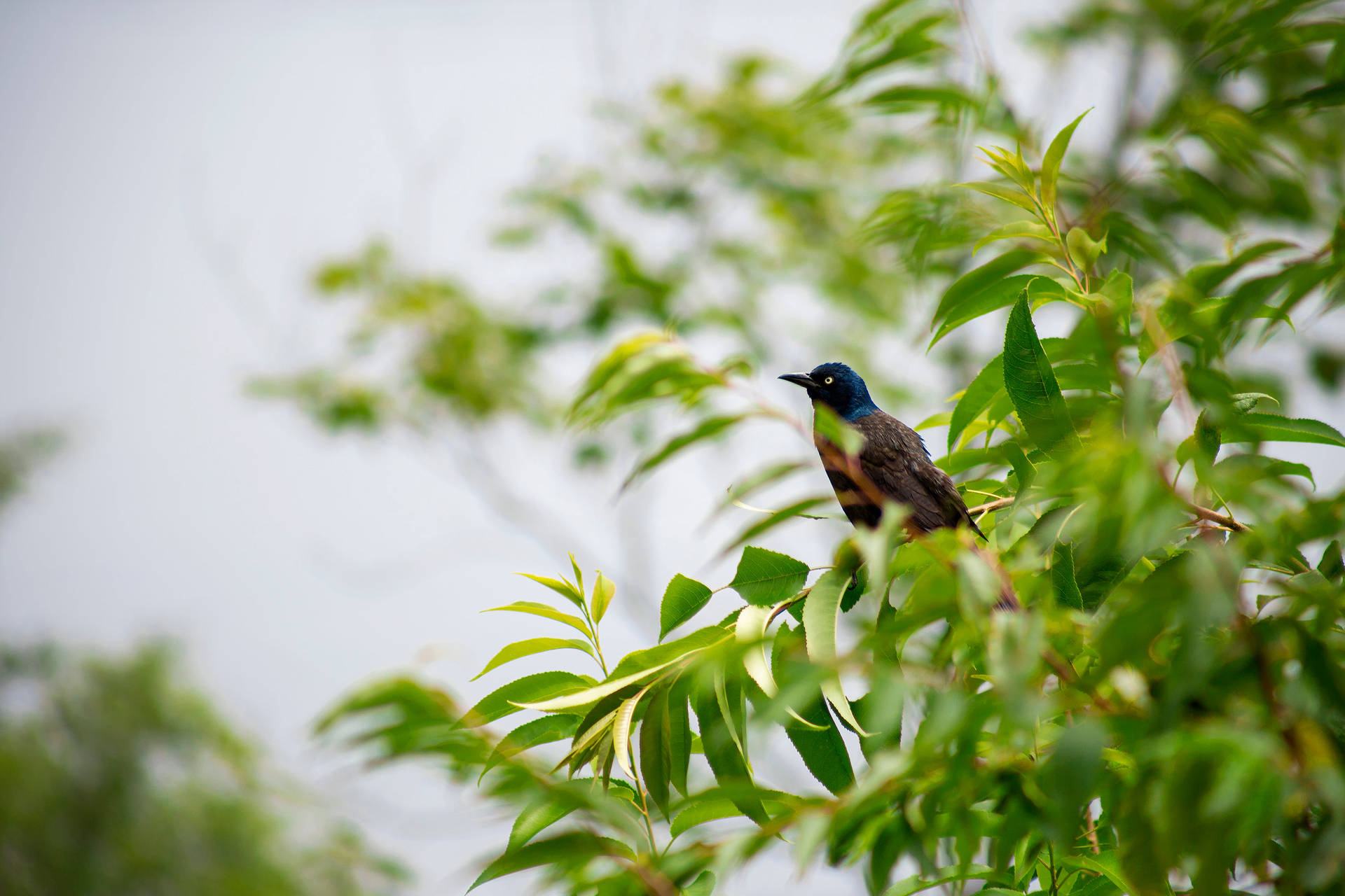 Pássaroscom Cabeça Azul Na Natureza. Papel de Parede