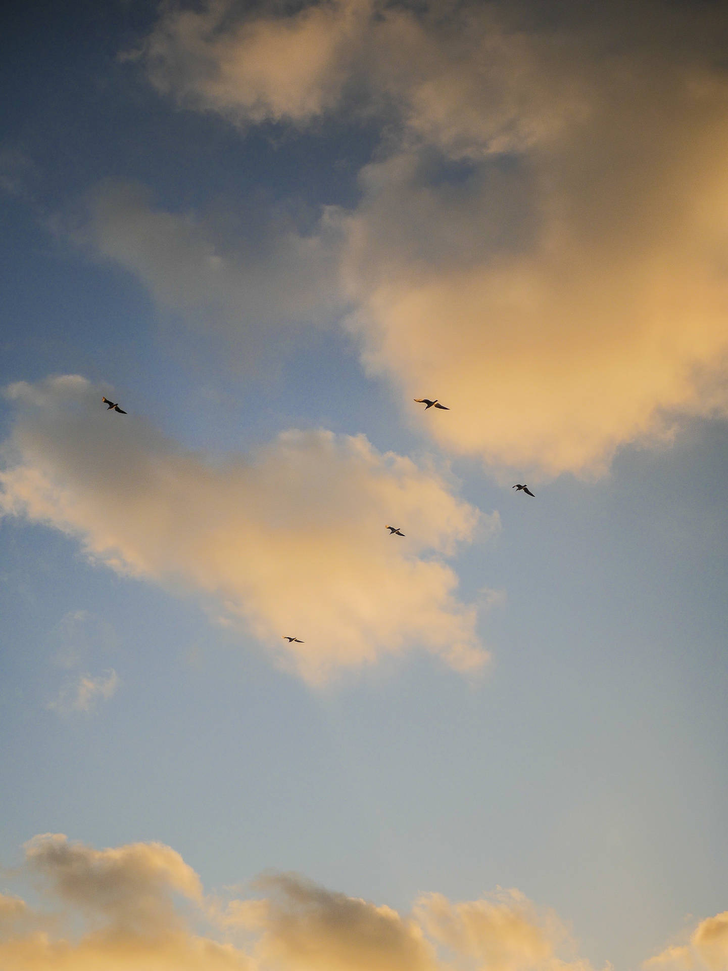 Birds With Cloud Aesthetic Sky Wallpaper