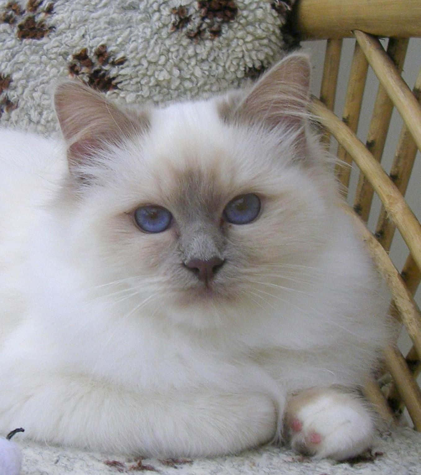 Stunning Birman cat with captivating eyes relaxing Wallpaper
