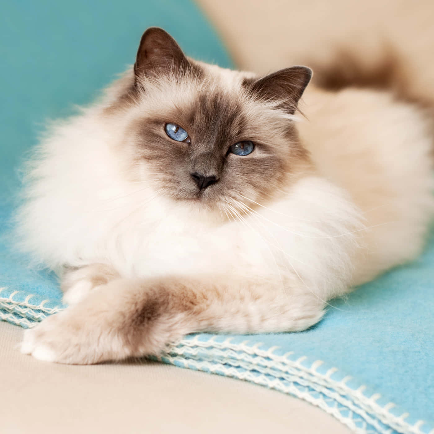 Beautiful Birman cat with striking blue eyes Wallpaper