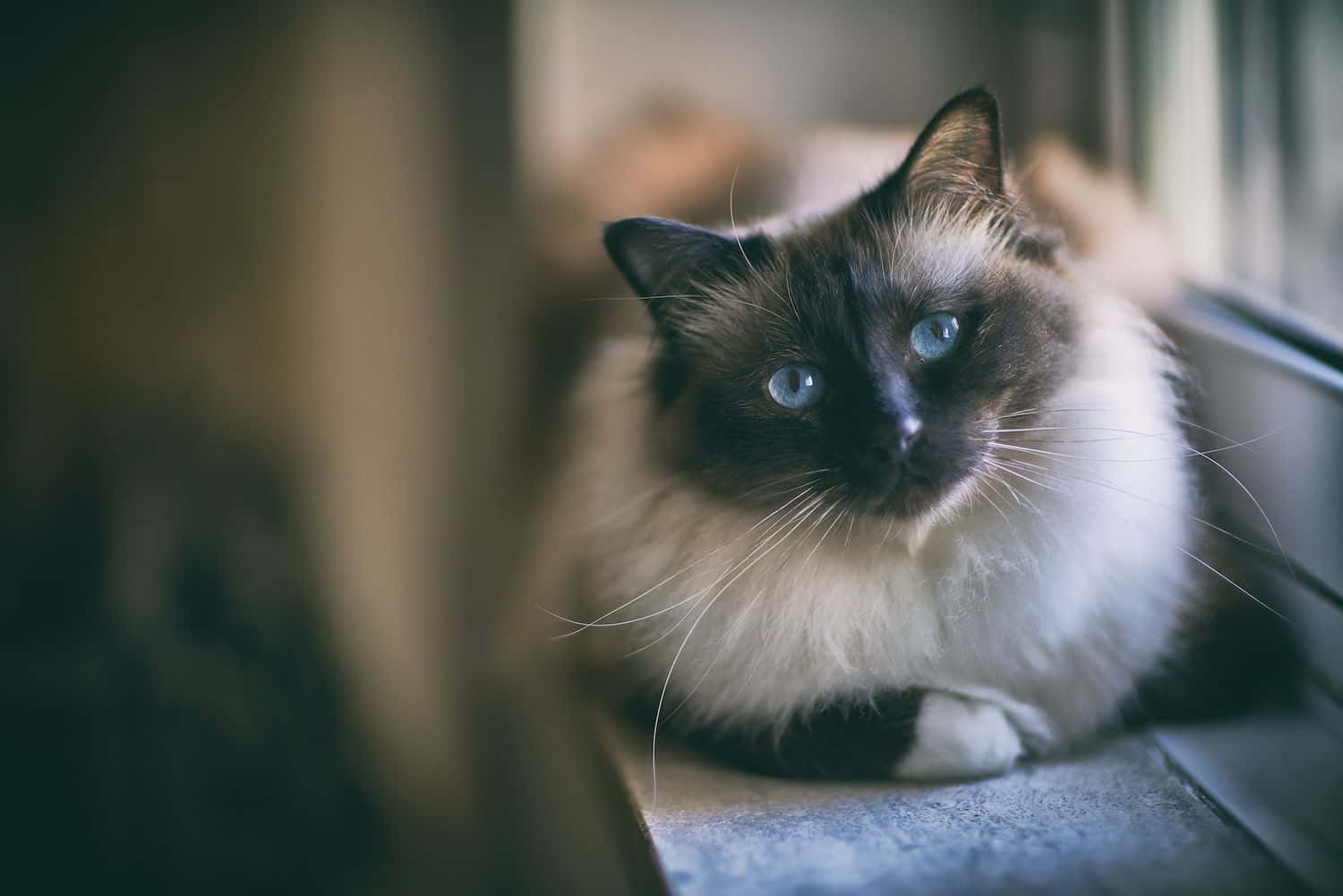 Charming Birman Cat Relaxing on a Sofa Wallpaper