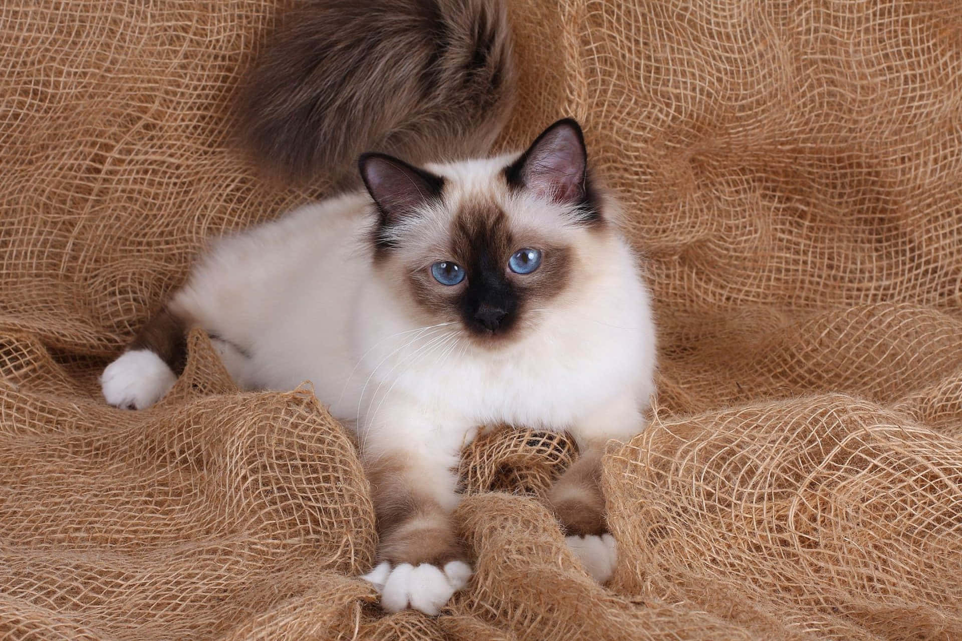 Majestic Birman cat with stunning blue eyes Wallpaper