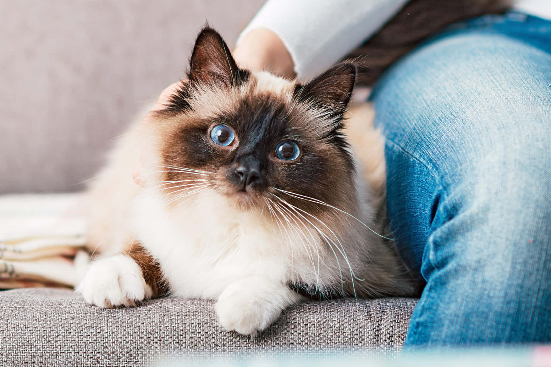 A cute Birman cat with blue eyes relaxing on a sofa Wallpaper