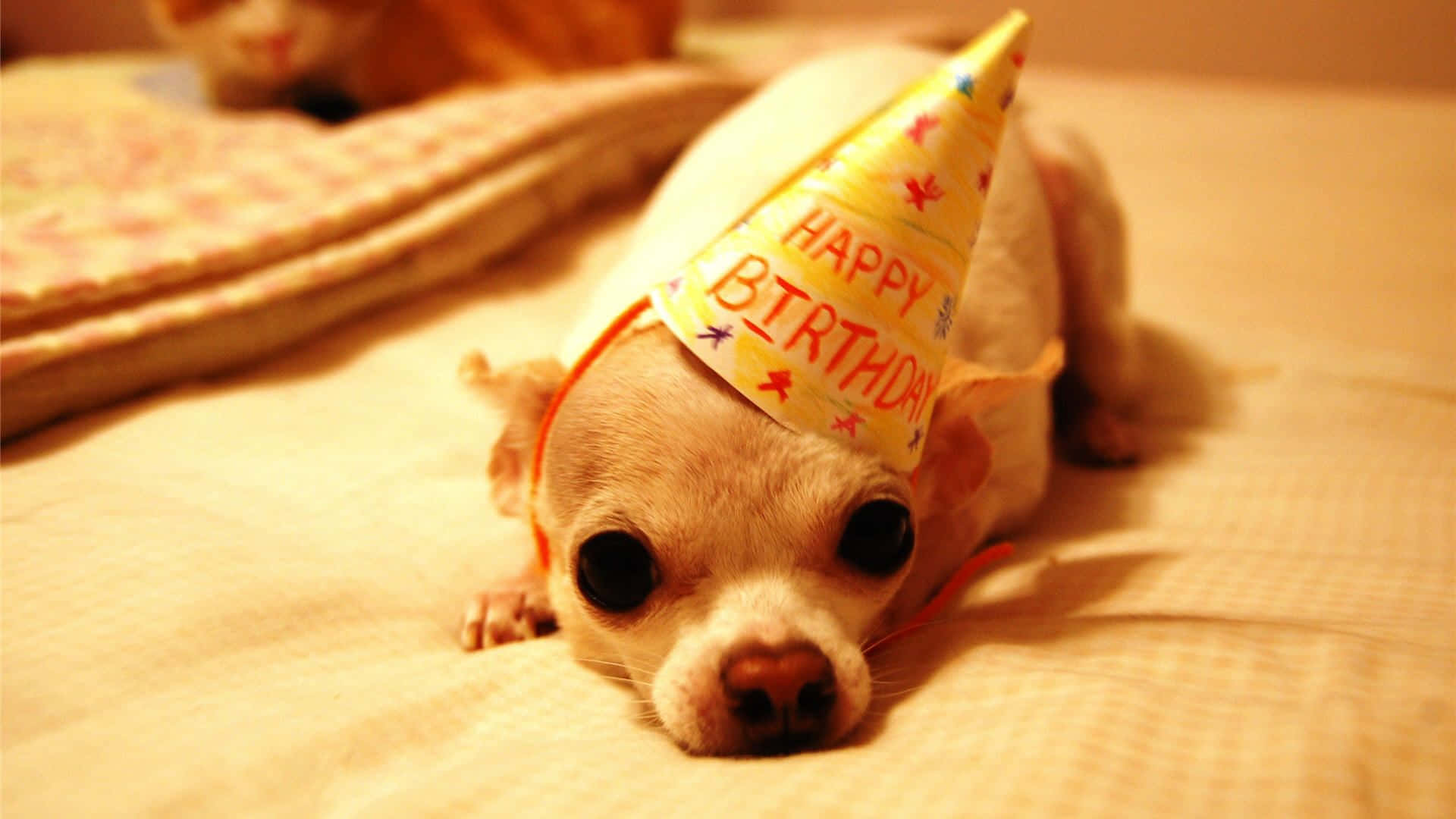 Puppy With Birthday Hat Background