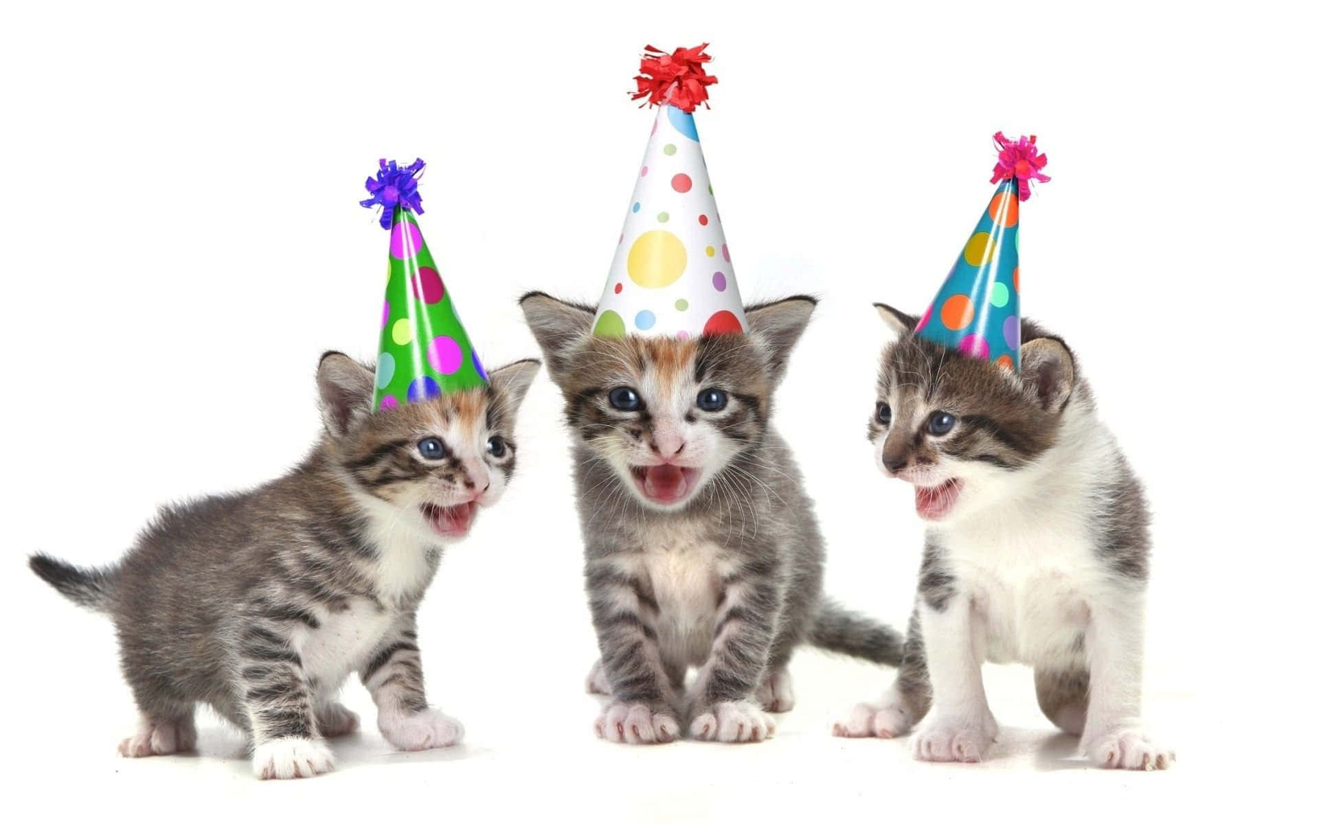 Sfondocon Cuccioli Di Gattini Con Cappelli Di Compleanno