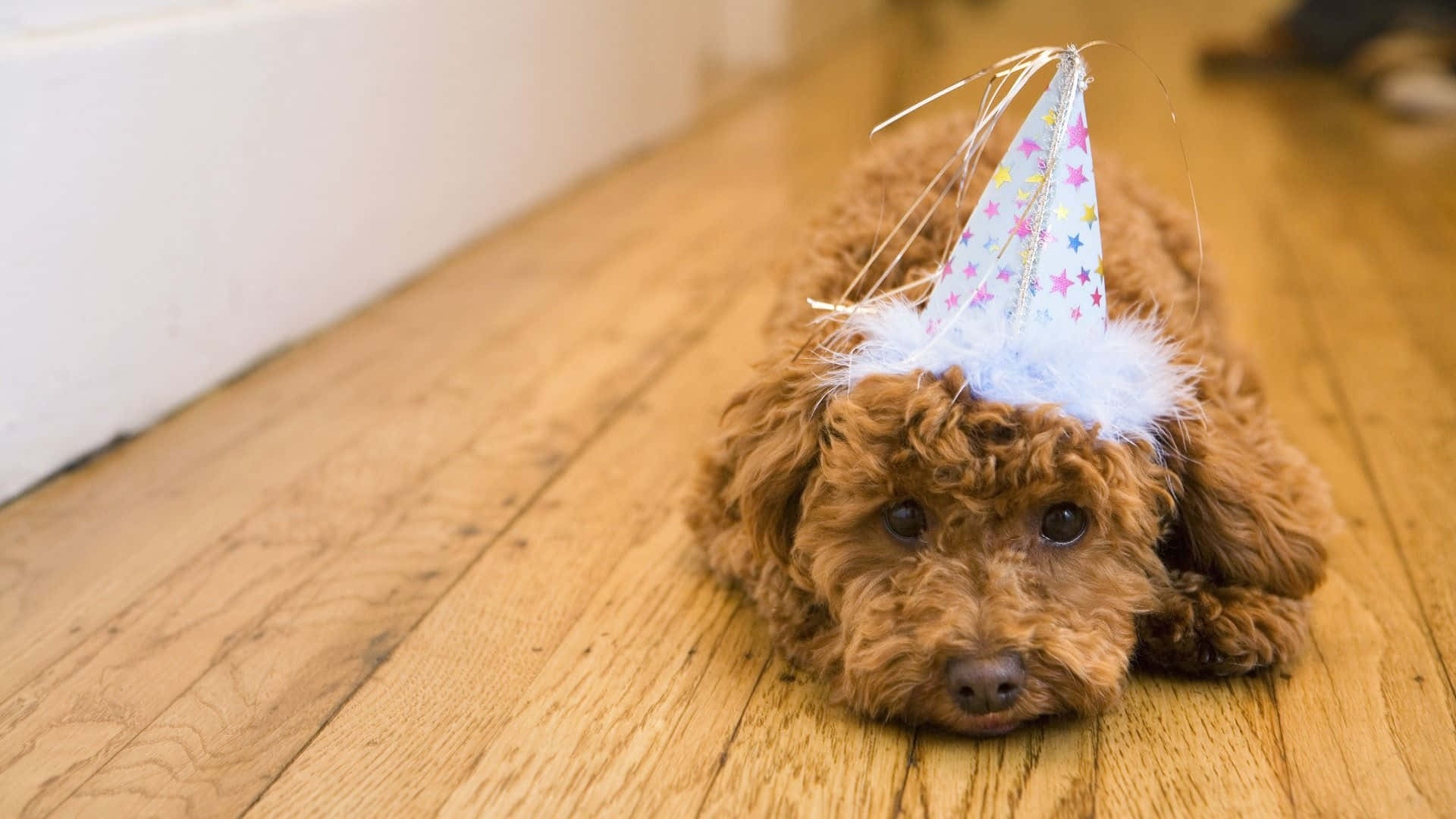 Poodle Puppy Wearing Birthday Hat Background