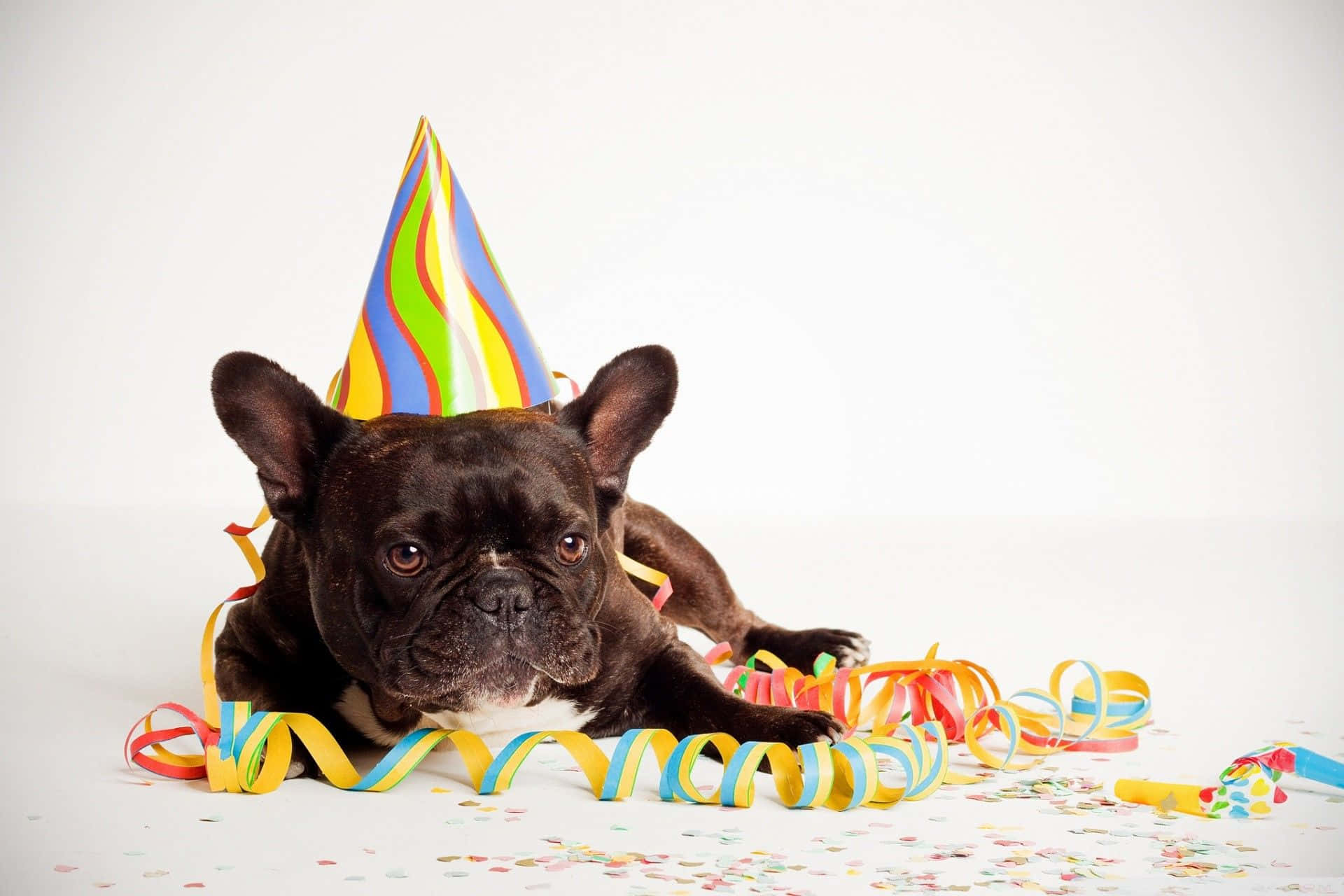 Fundocom Bulldog Francês Usando Chapéu De Aniversário.