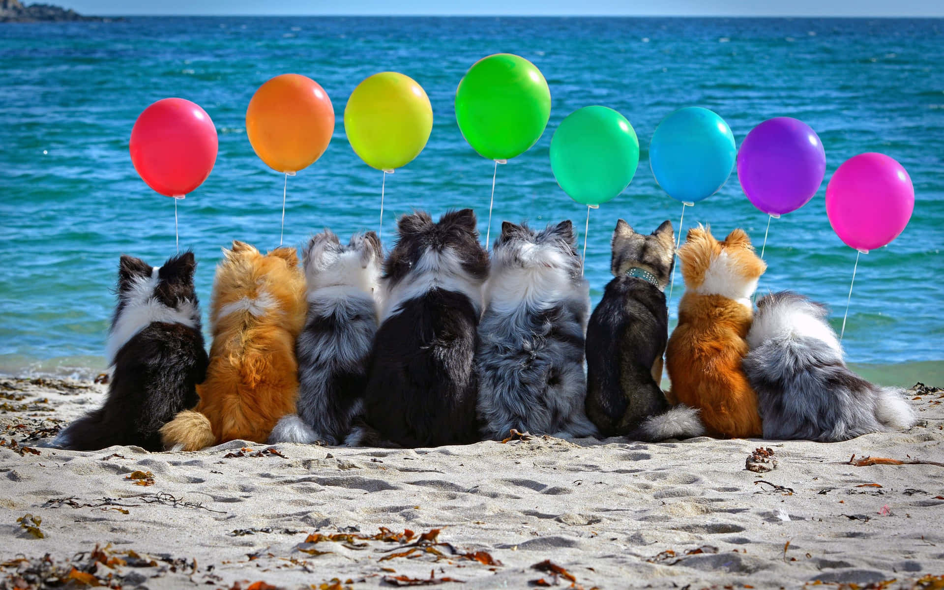Kattermed Födelsedagsballonger Som Bakgrund