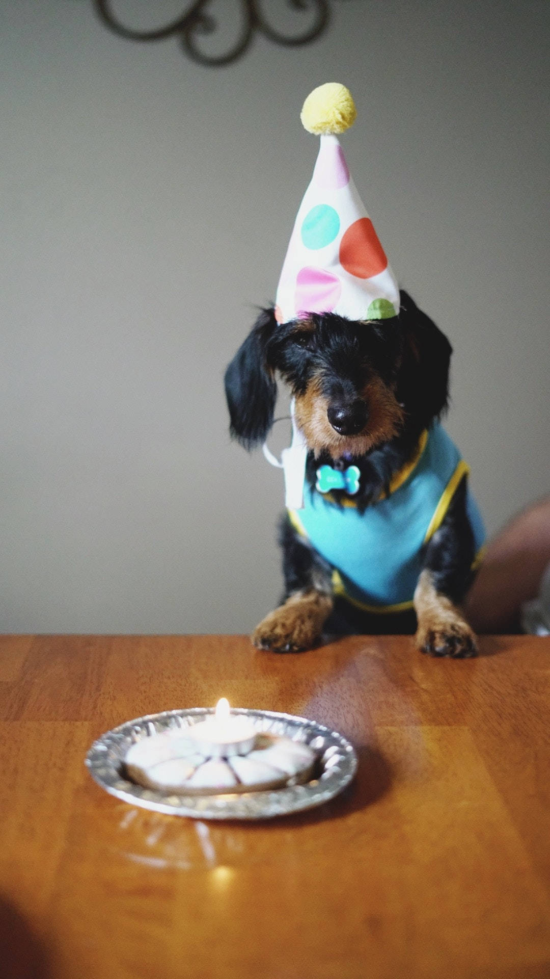 Birthday Dog With A Party Hat Background