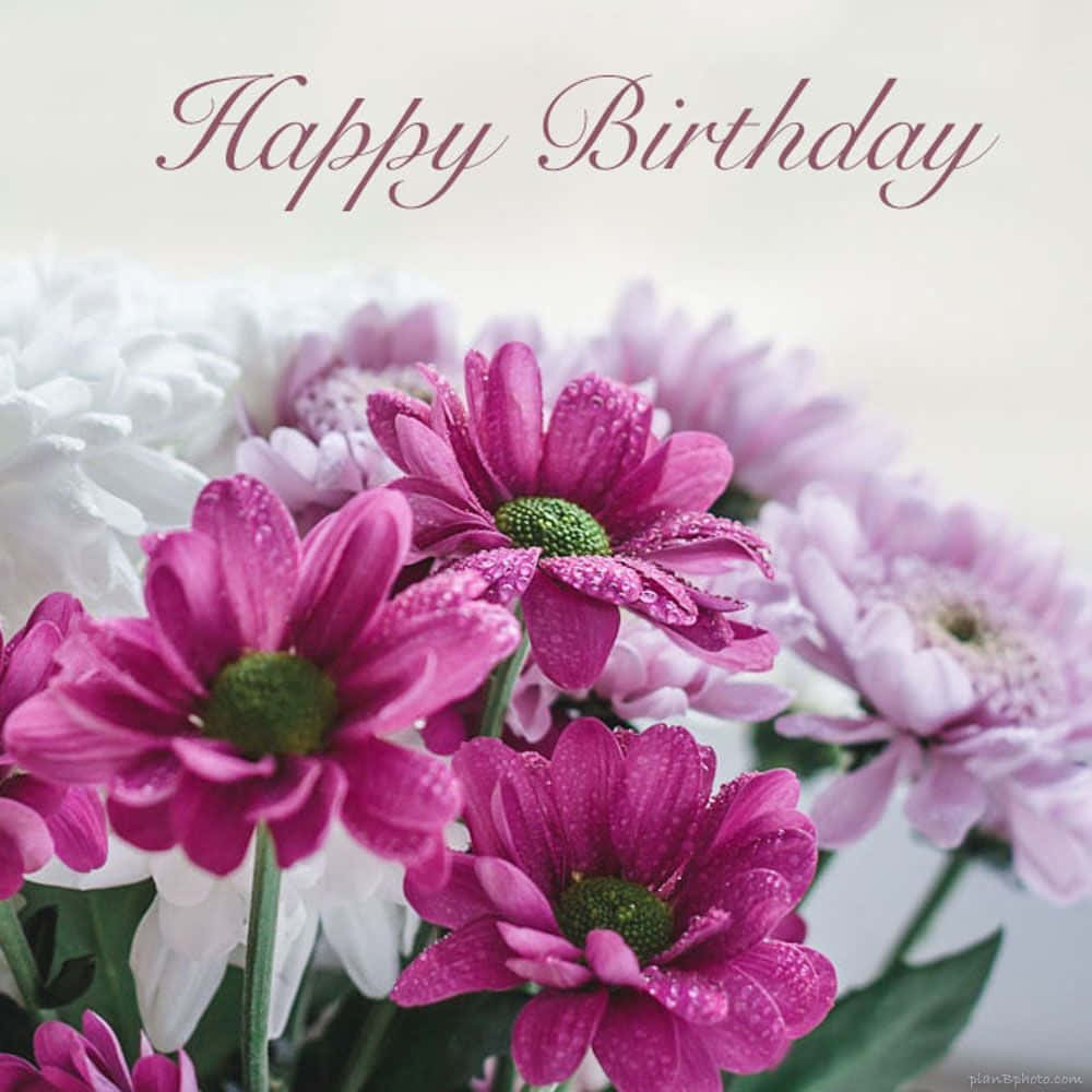 Pink Daisies Birthday Message Picture
