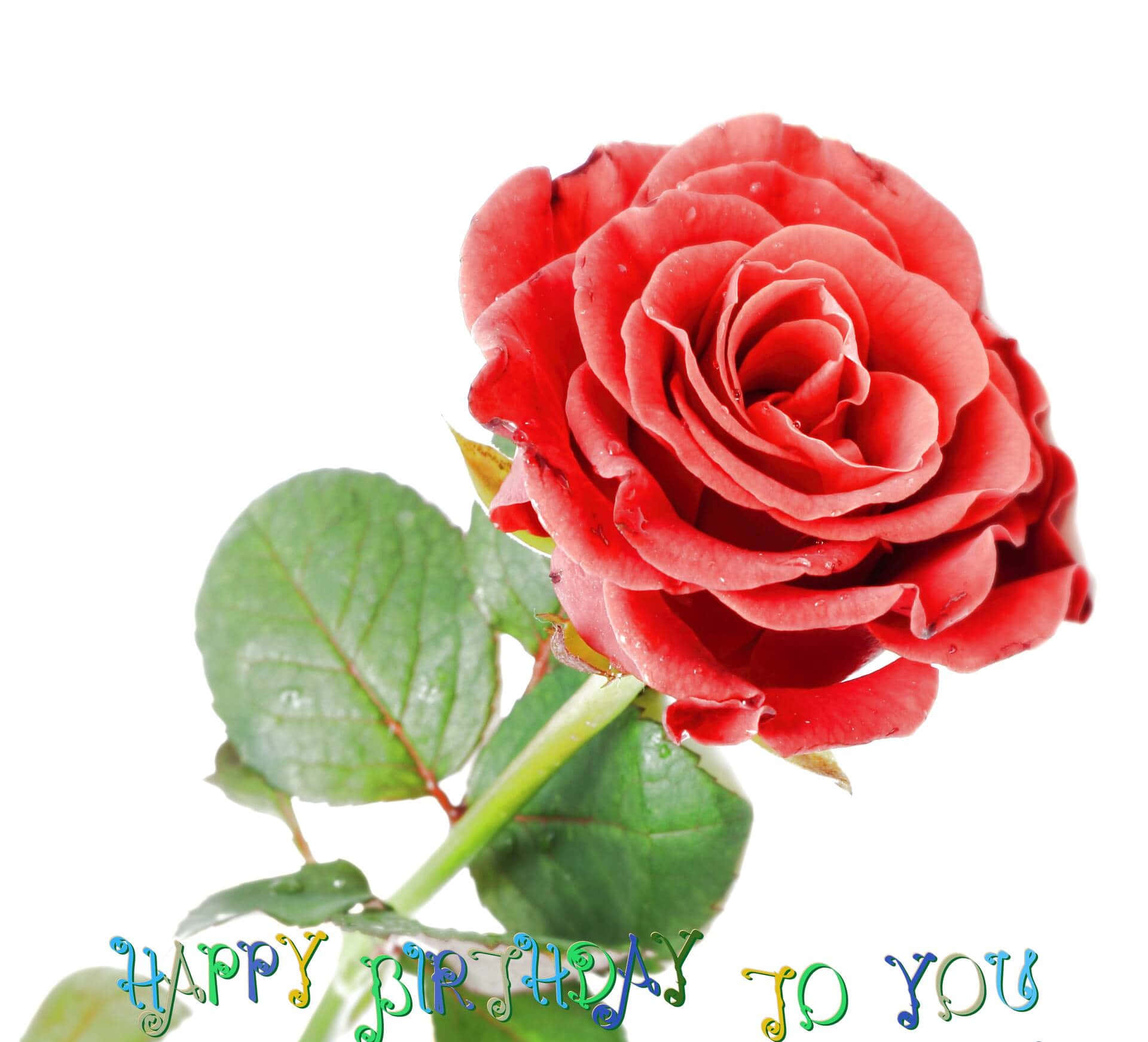 Single Rose Birthday Message Picture