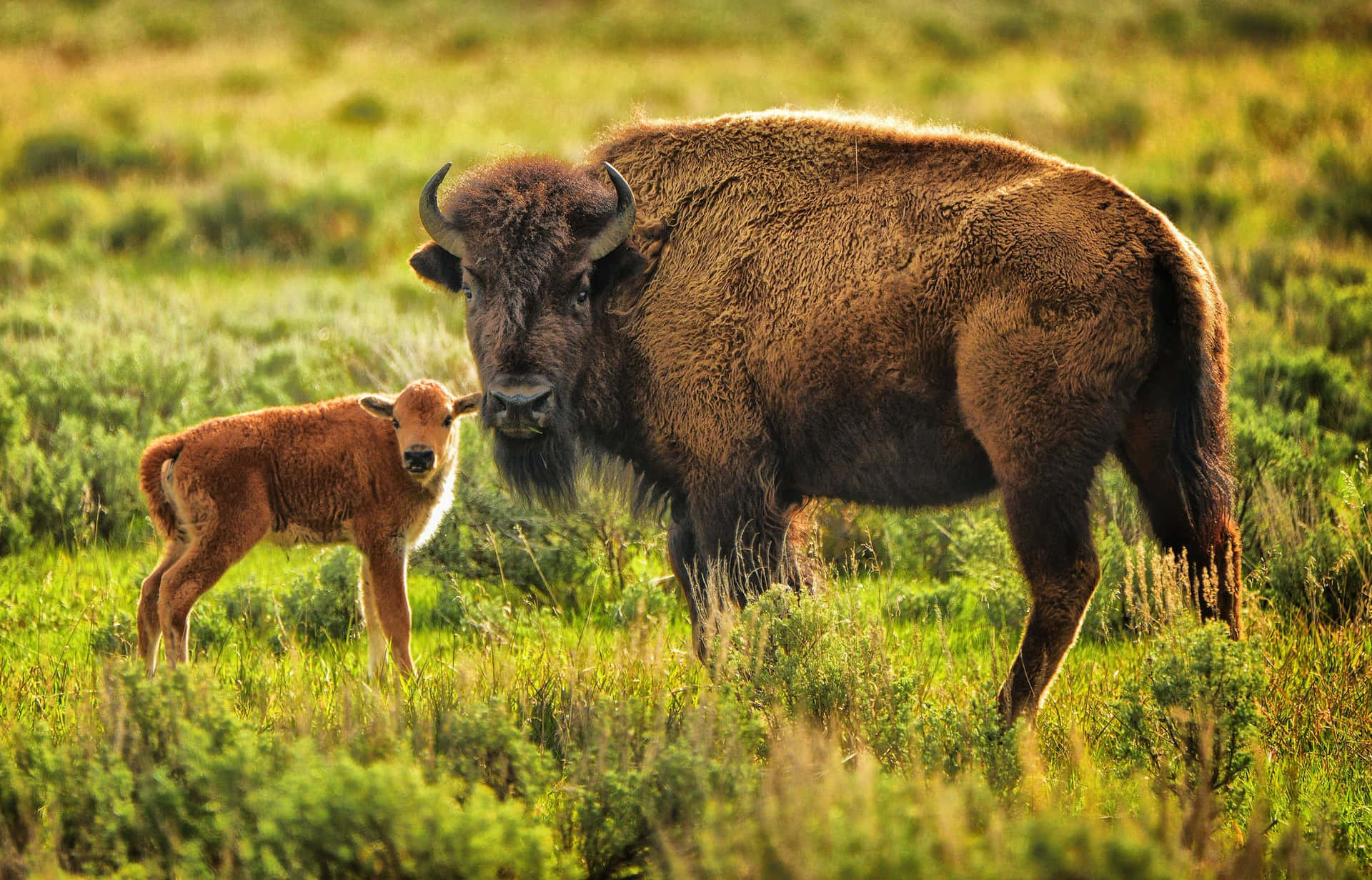 Bison_and_ Calf_in_ Grassland.jpg Wallpaper