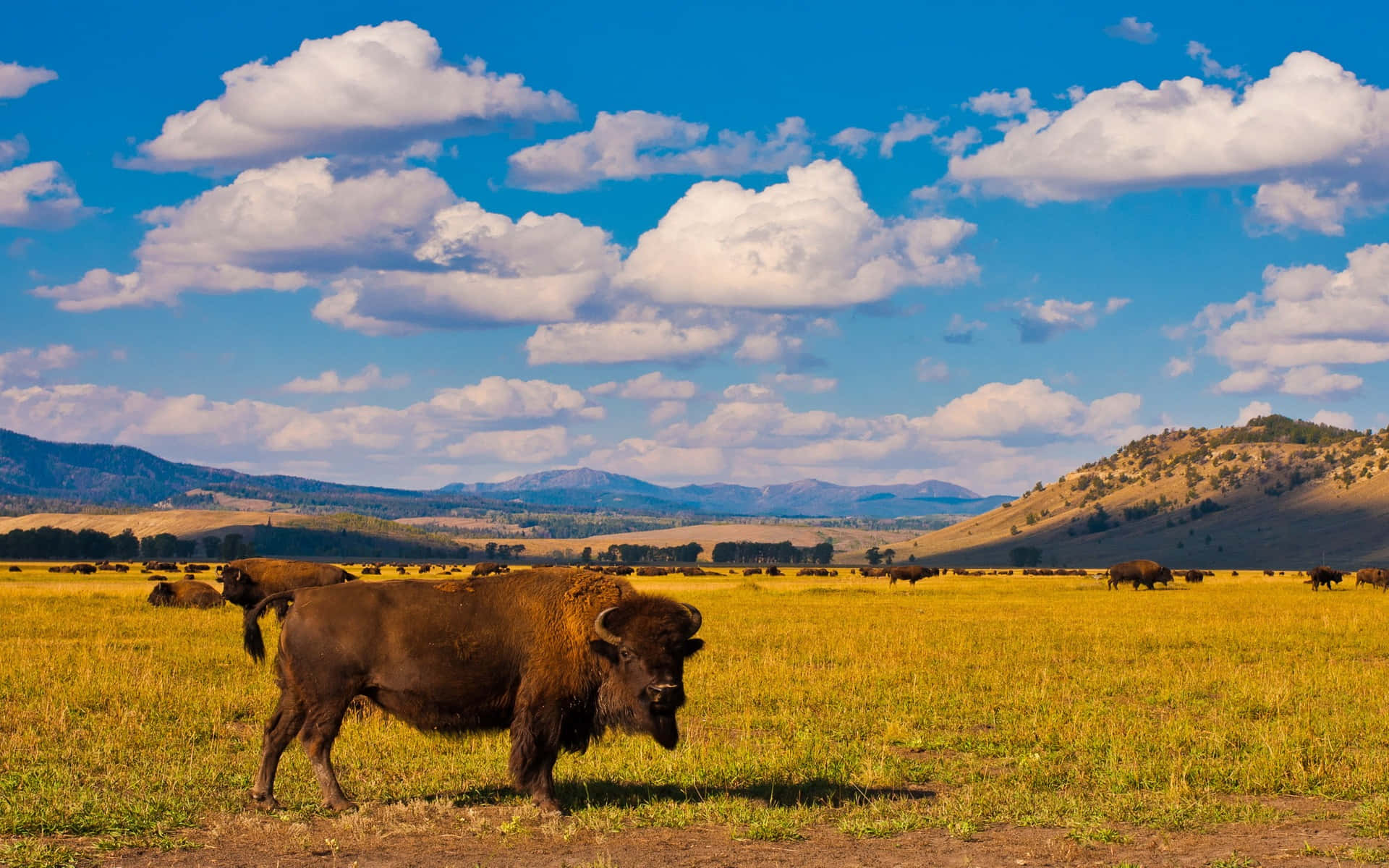 Bison Kudde In Grasveld Met Berg Achtergrond Achtergrond