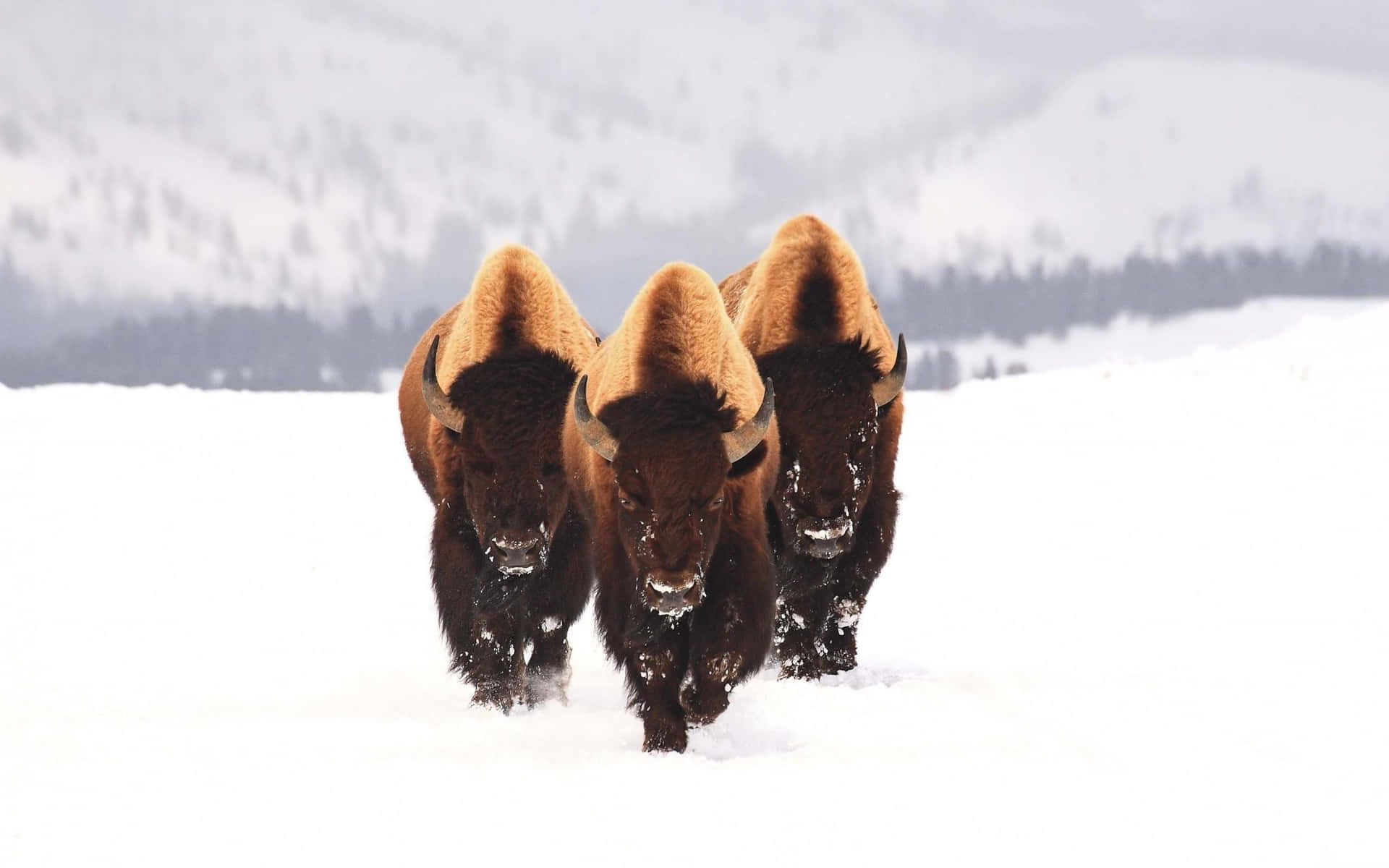 Bison_in_winter_sneeuwlandschap Achtergrond