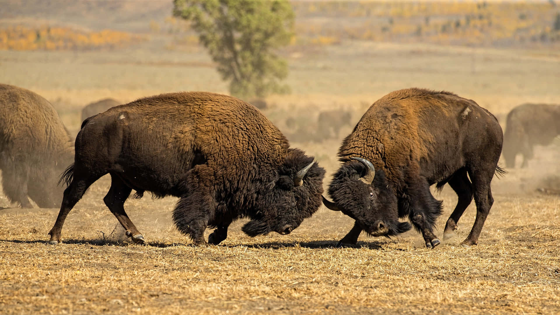 Bison Showdownin Wilderness.jpg Wallpaper