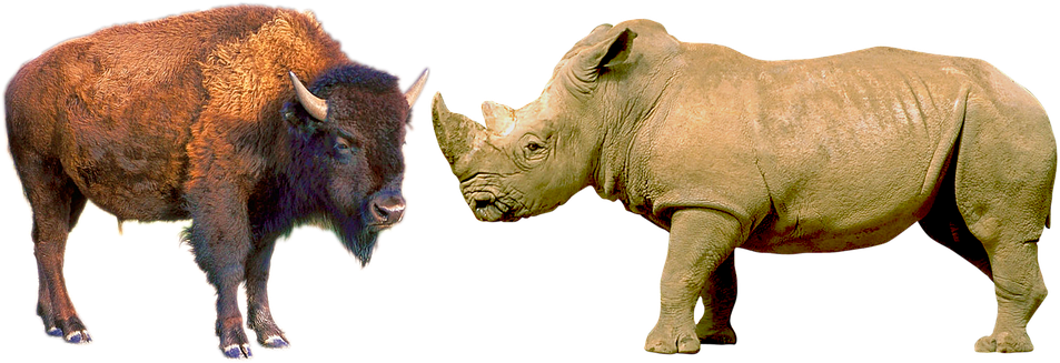 download Rhinoceros 3D 8.0.23304.9001