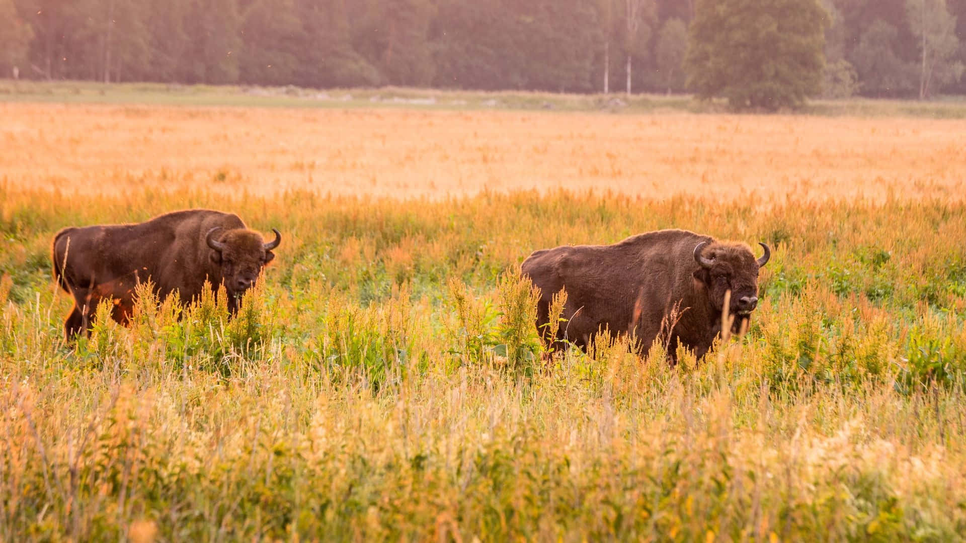 Bison In Grasland Bij Dusk Achtergrond