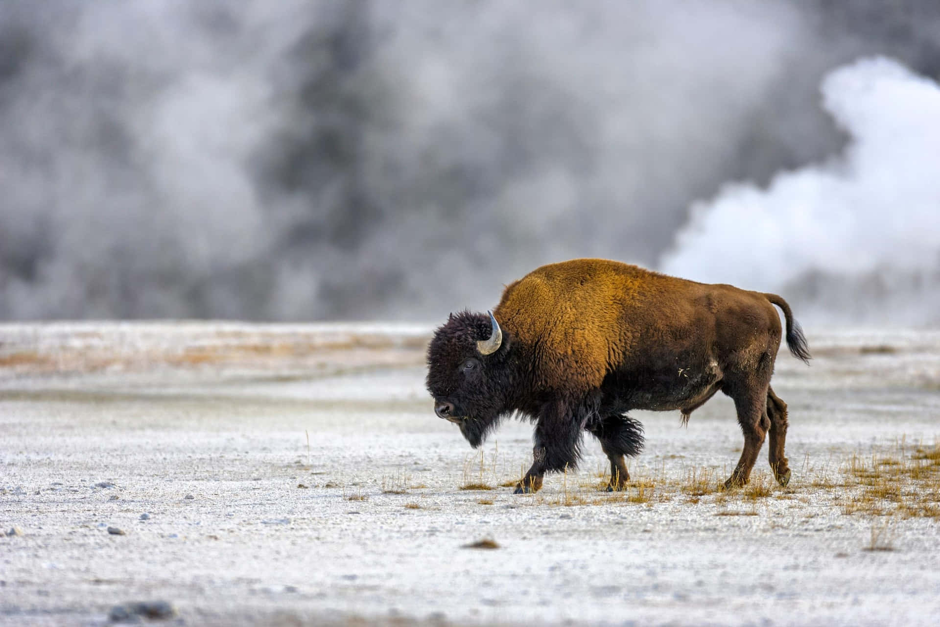 Bison In Winter Stoomopeningen Achtergrond