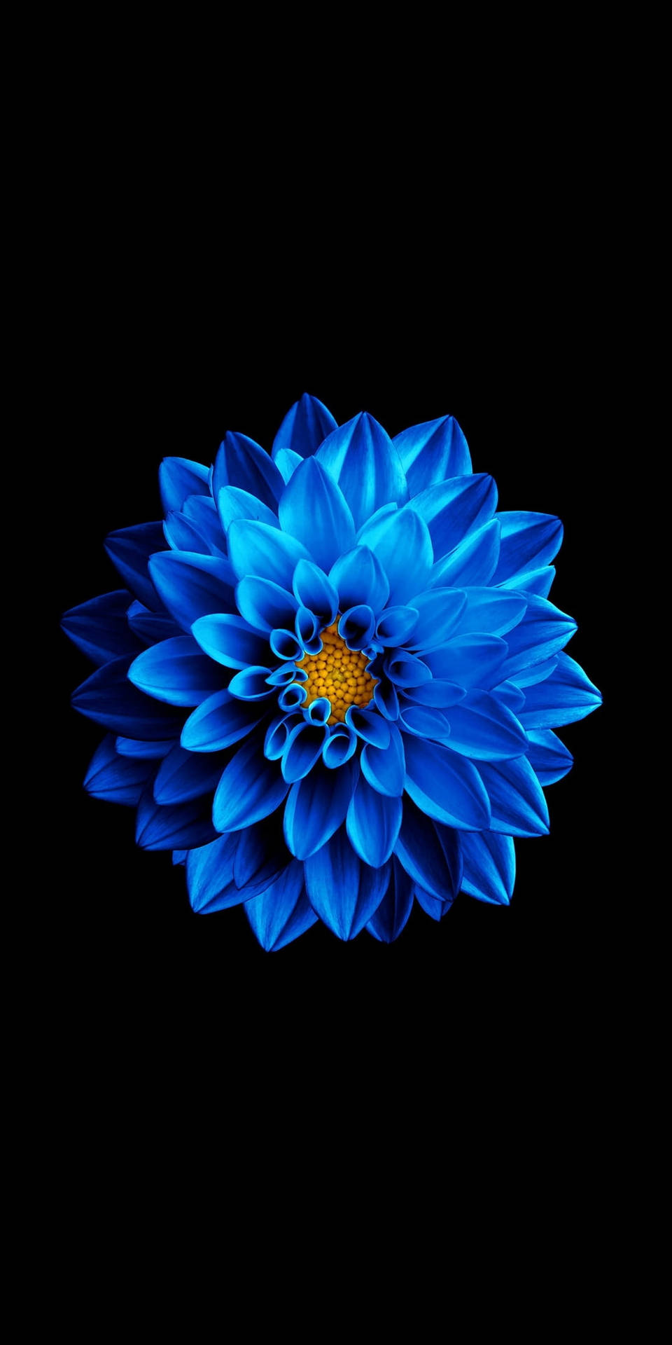 Blå Blomst I Sort Amoled Wallpaper