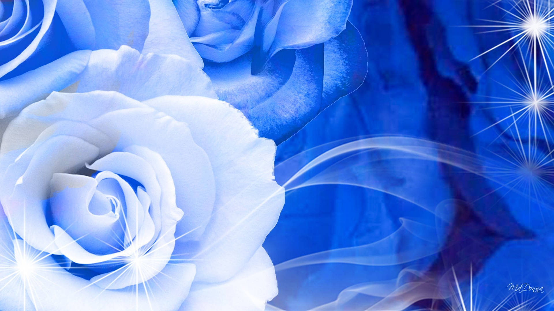 Blå Og Hvide Blomstrende Roser Wallpaper