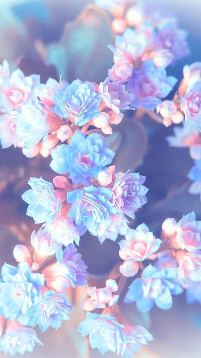 Blå Og Lyserøde Blomster Smuk Telefon Wallpaper