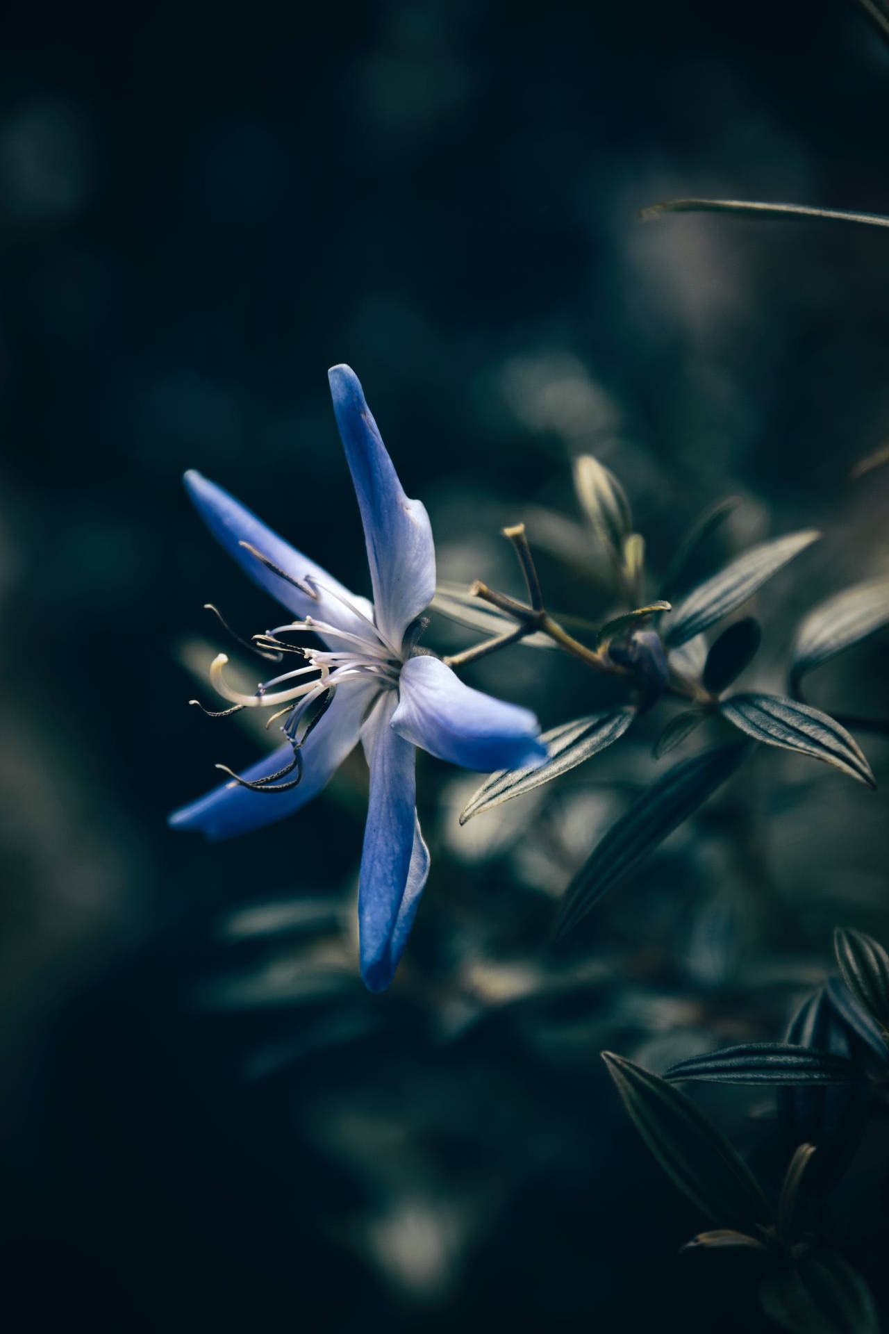 Blå Stjerne Blomster Iphone Wallpaper