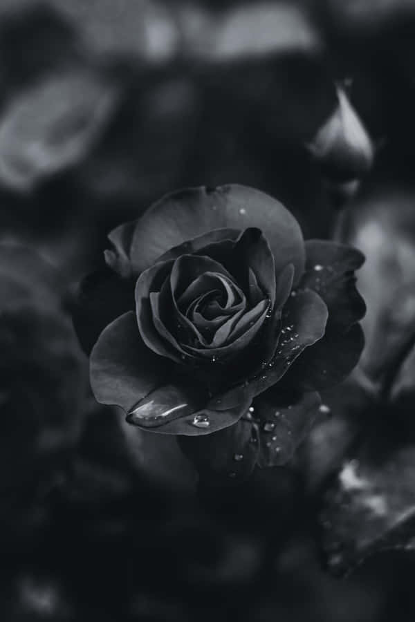 Top more than 88 aesthetic black rose wallpaper best