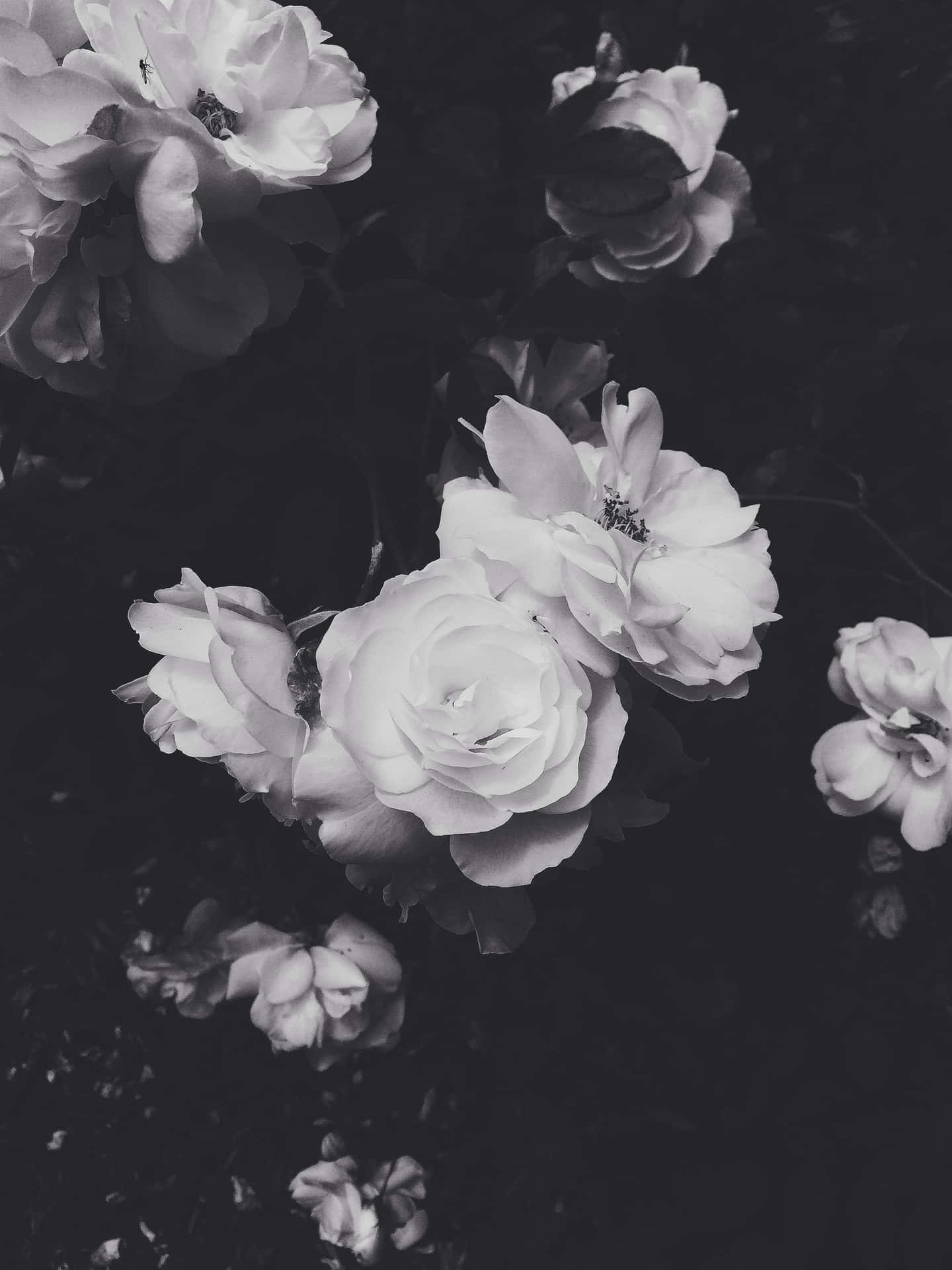 White Roses In Black Aesthetic Background