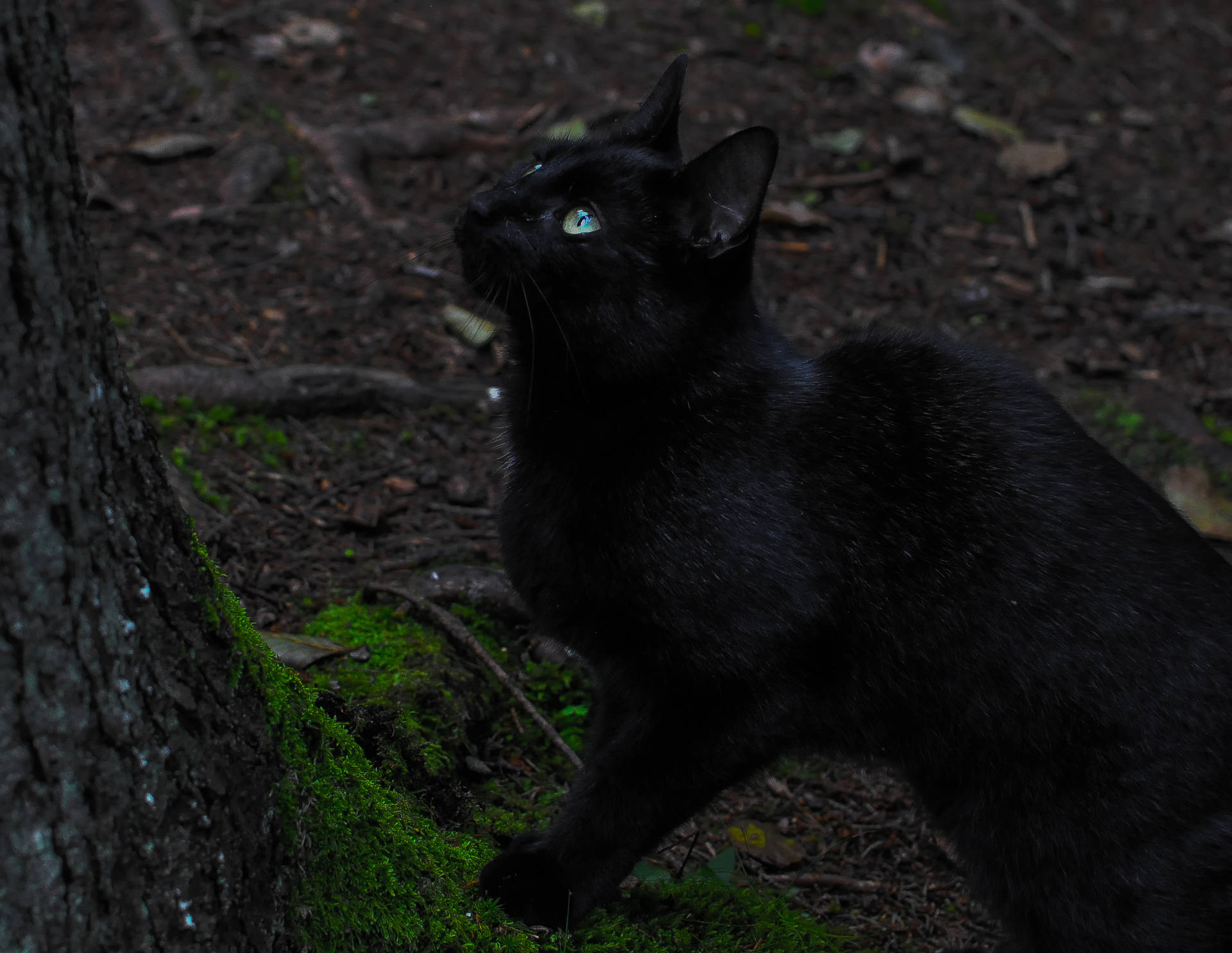 Black Aesthetic Cat Beside Tree Wallpaper