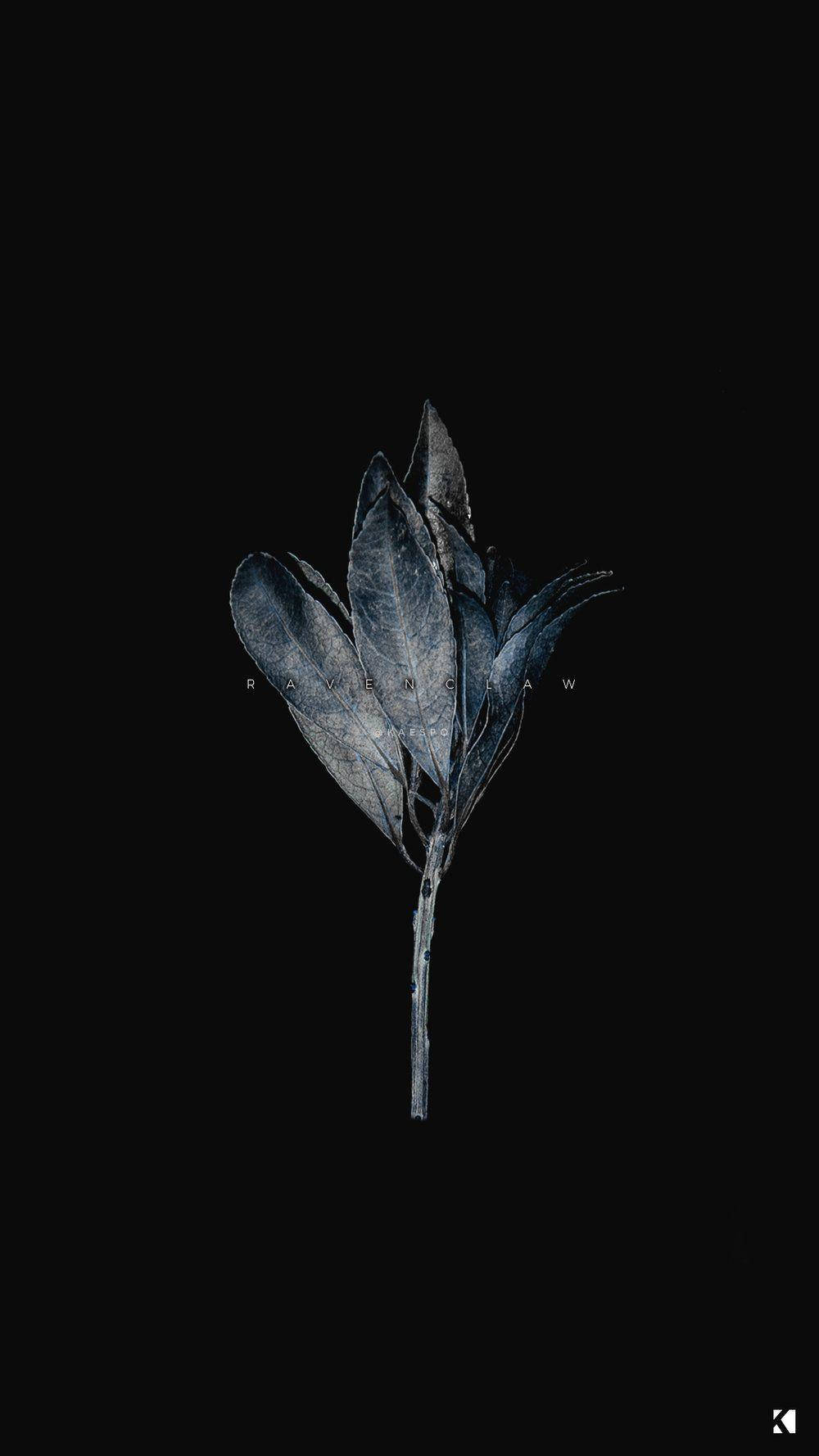 Black Aesthetic iPhone Dried Plant Wallpaper