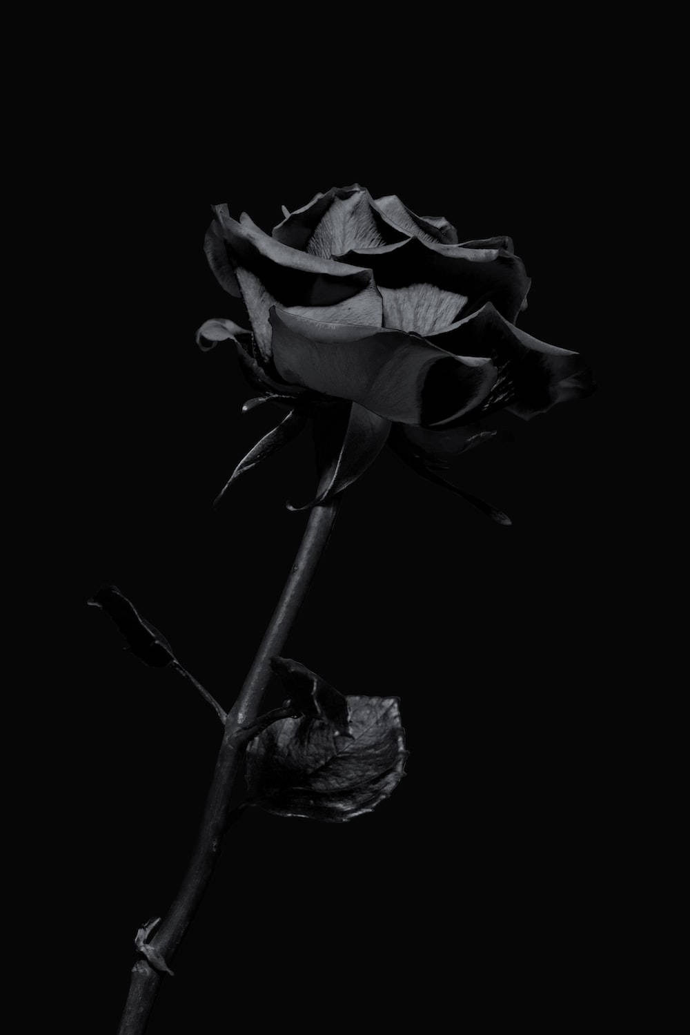 Black Aesthetic iPhone Rose Flower Wallpaper