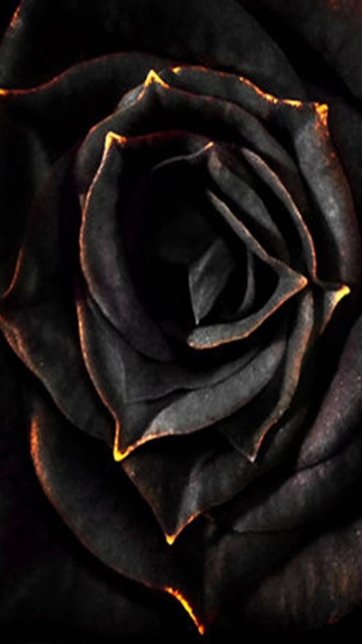 Black Aesthetic Rose Burning Wallpaper