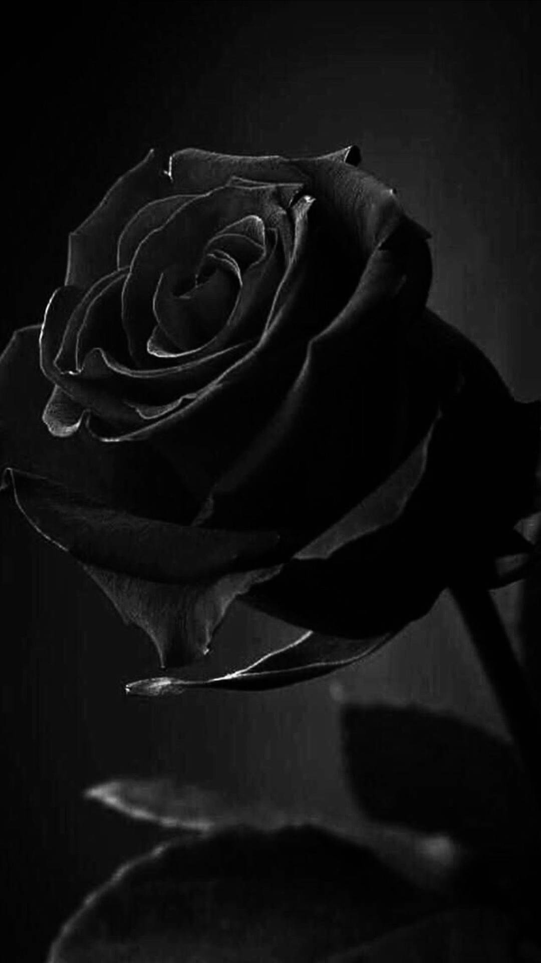 Black Aesthetic Rose In Bloom Wallpaper