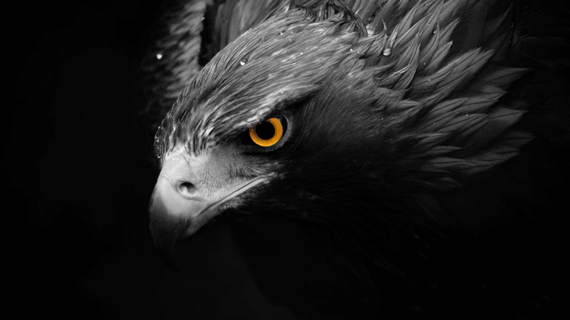 Carade Águila En Primer Plano, Color Negro. Fondo de pantalla